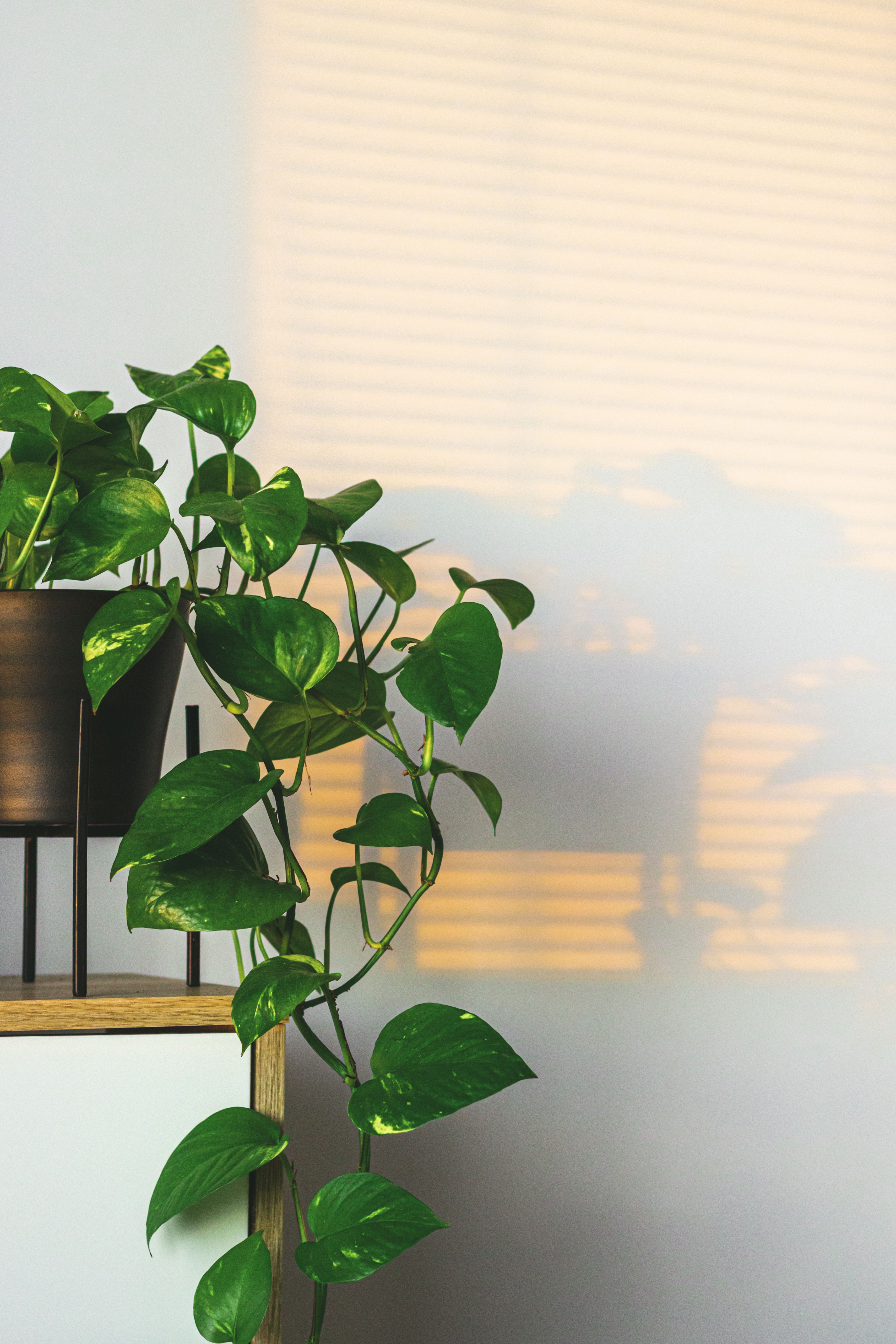 Plant styling ideas for Plano homes