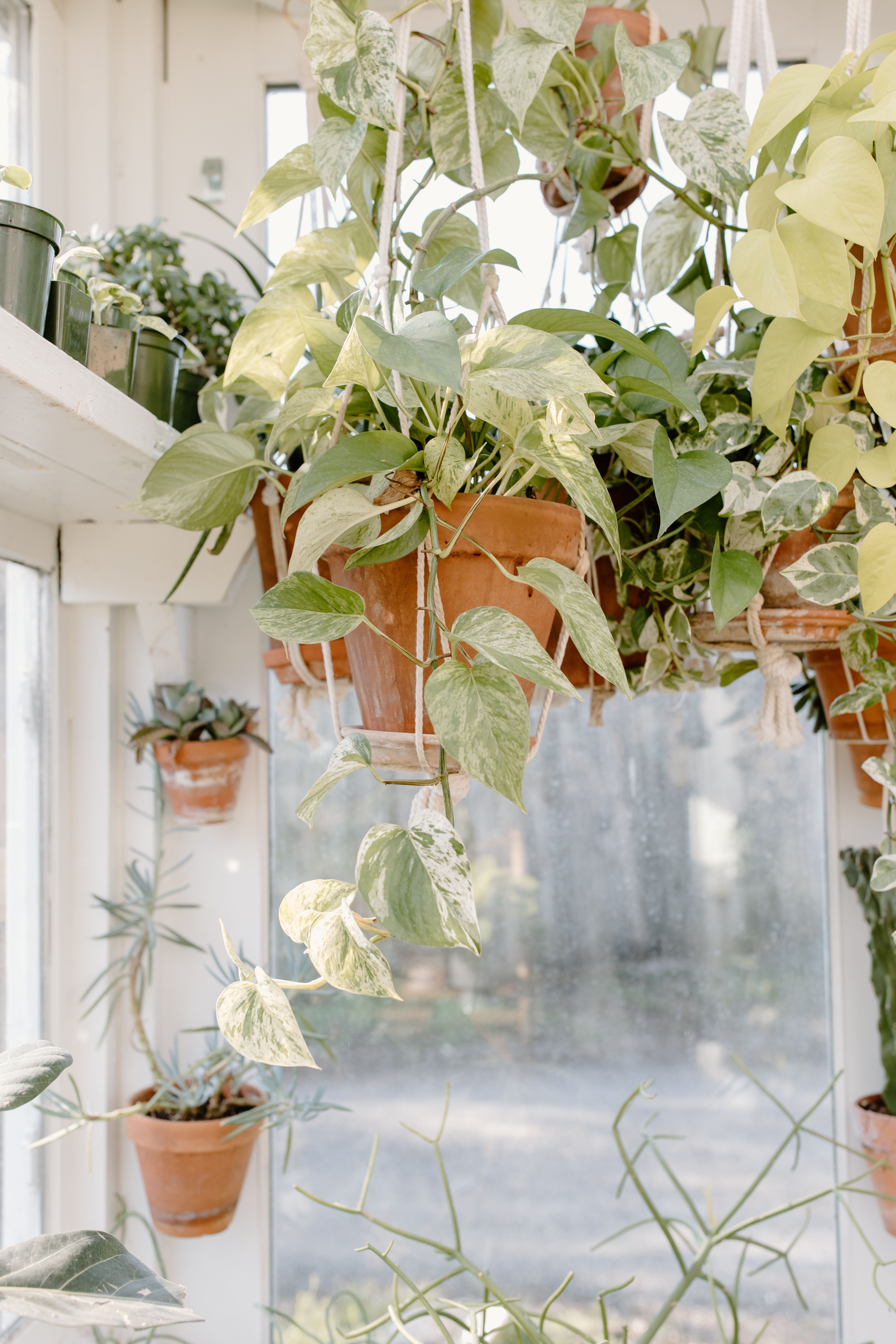 Green indoor foliage for Van Alstyne homes