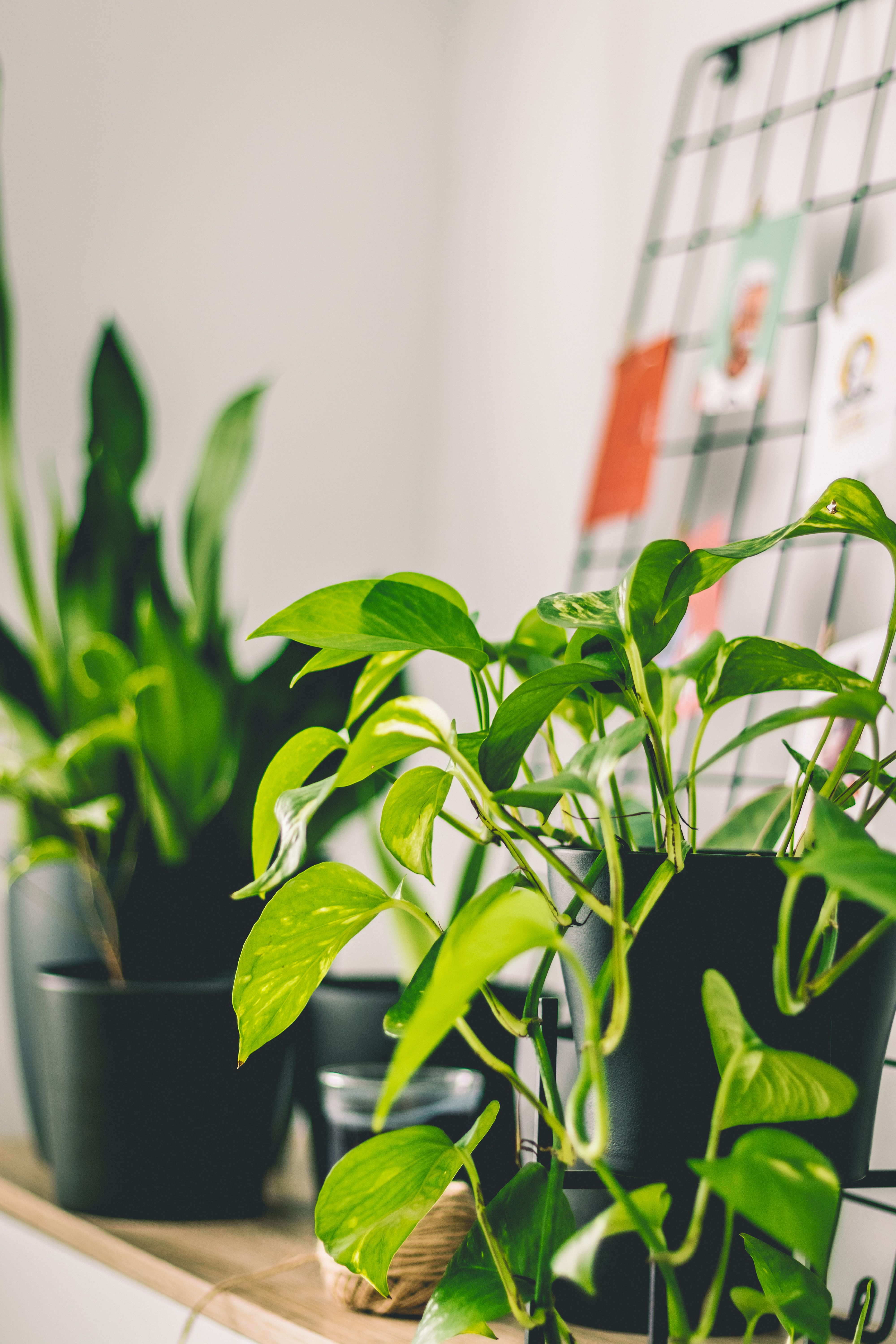 Tropical foliage and houseplant decor for Parker homes
