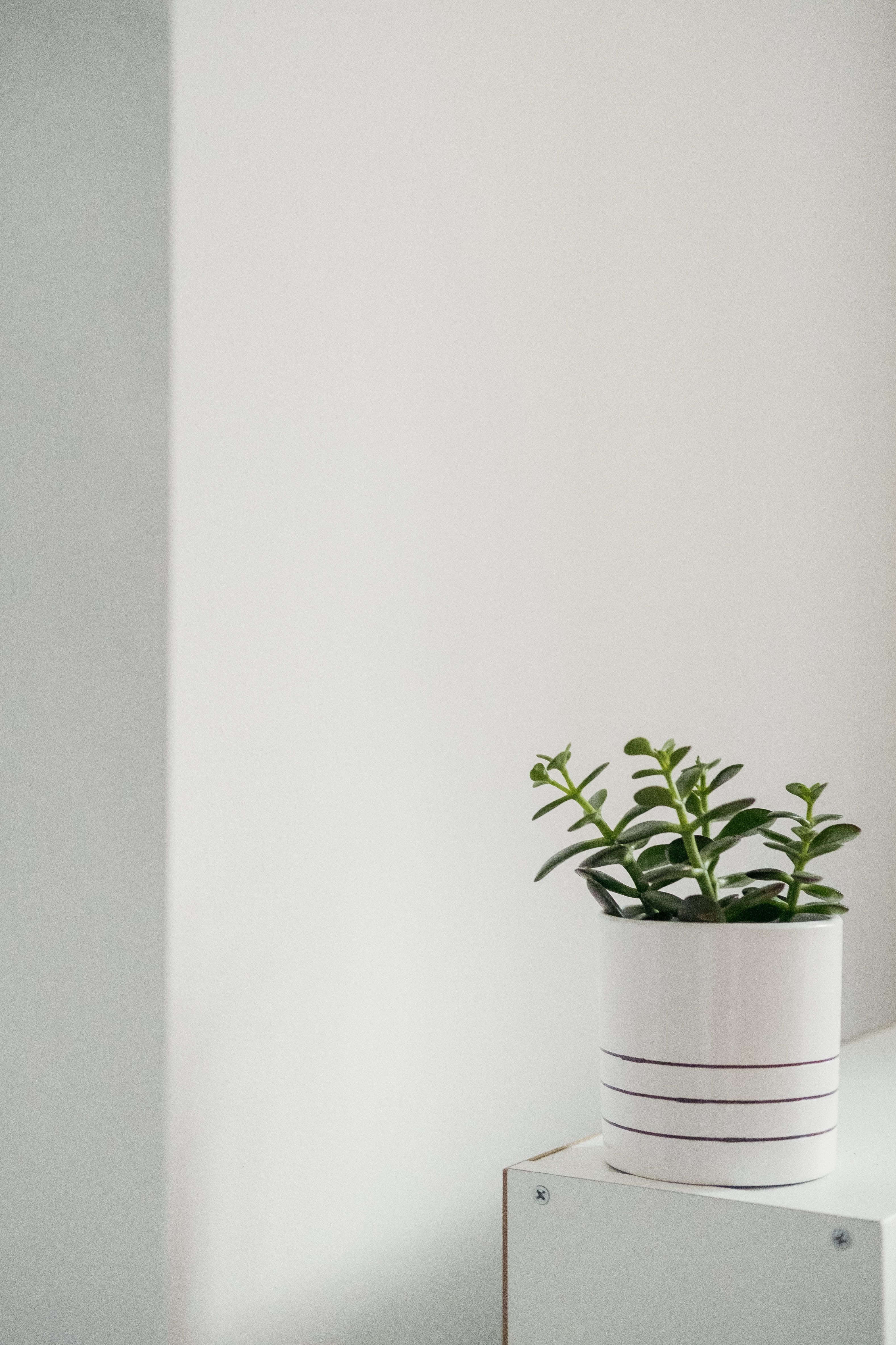 Tropical houseplant care inspiration for North Texas