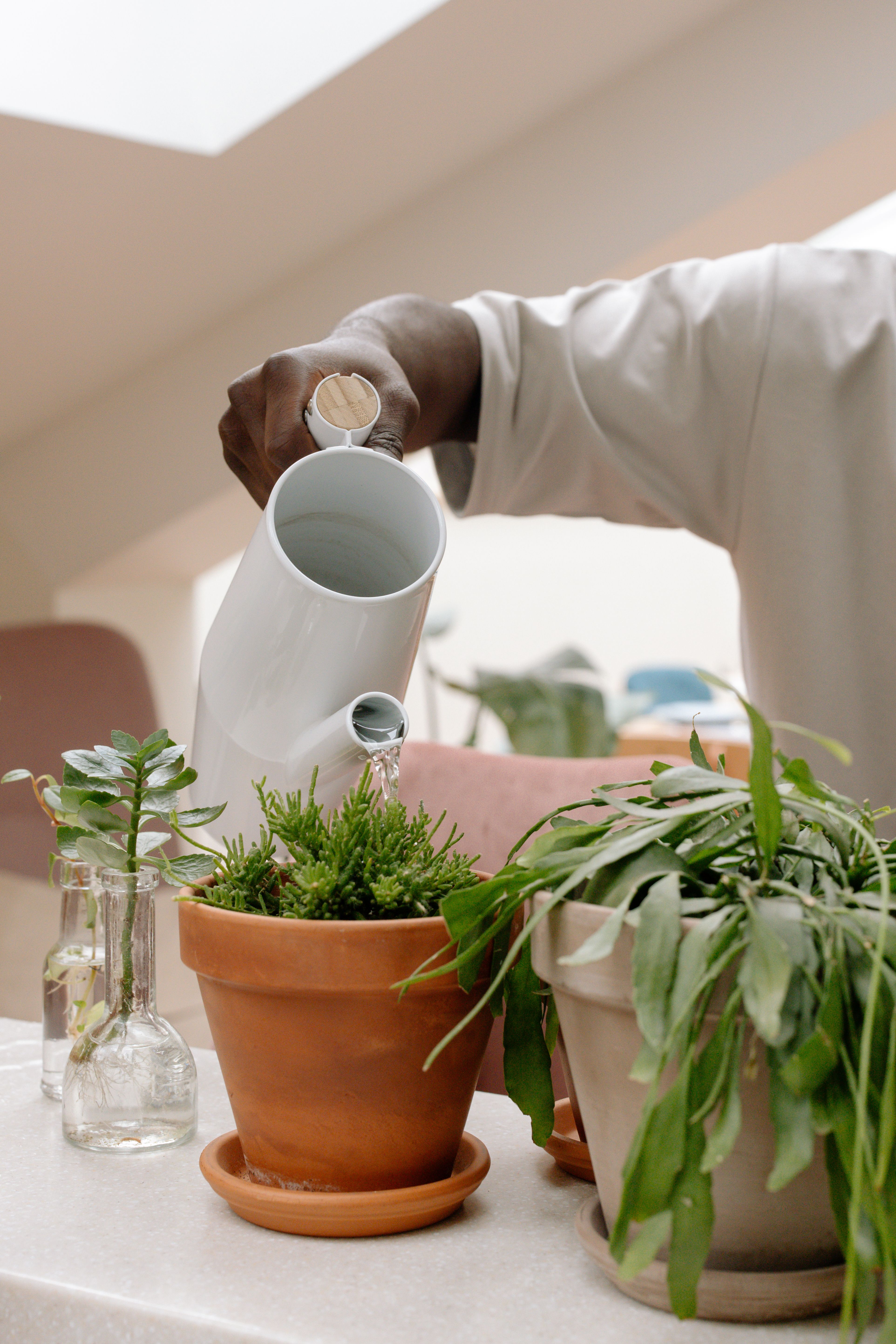 Green houseplants in a bright home