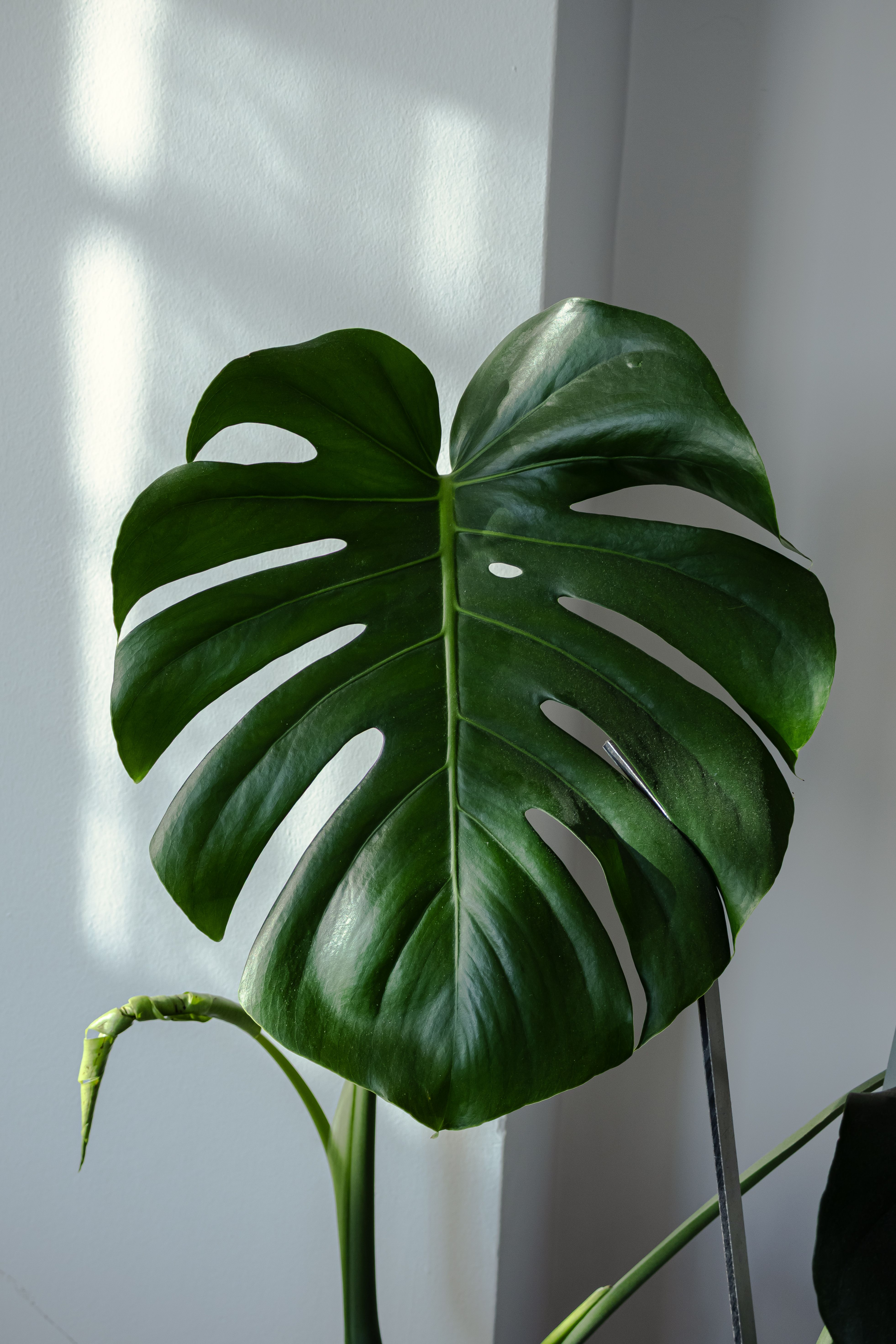 Indoor plants and natural decor for Prosper Texas
