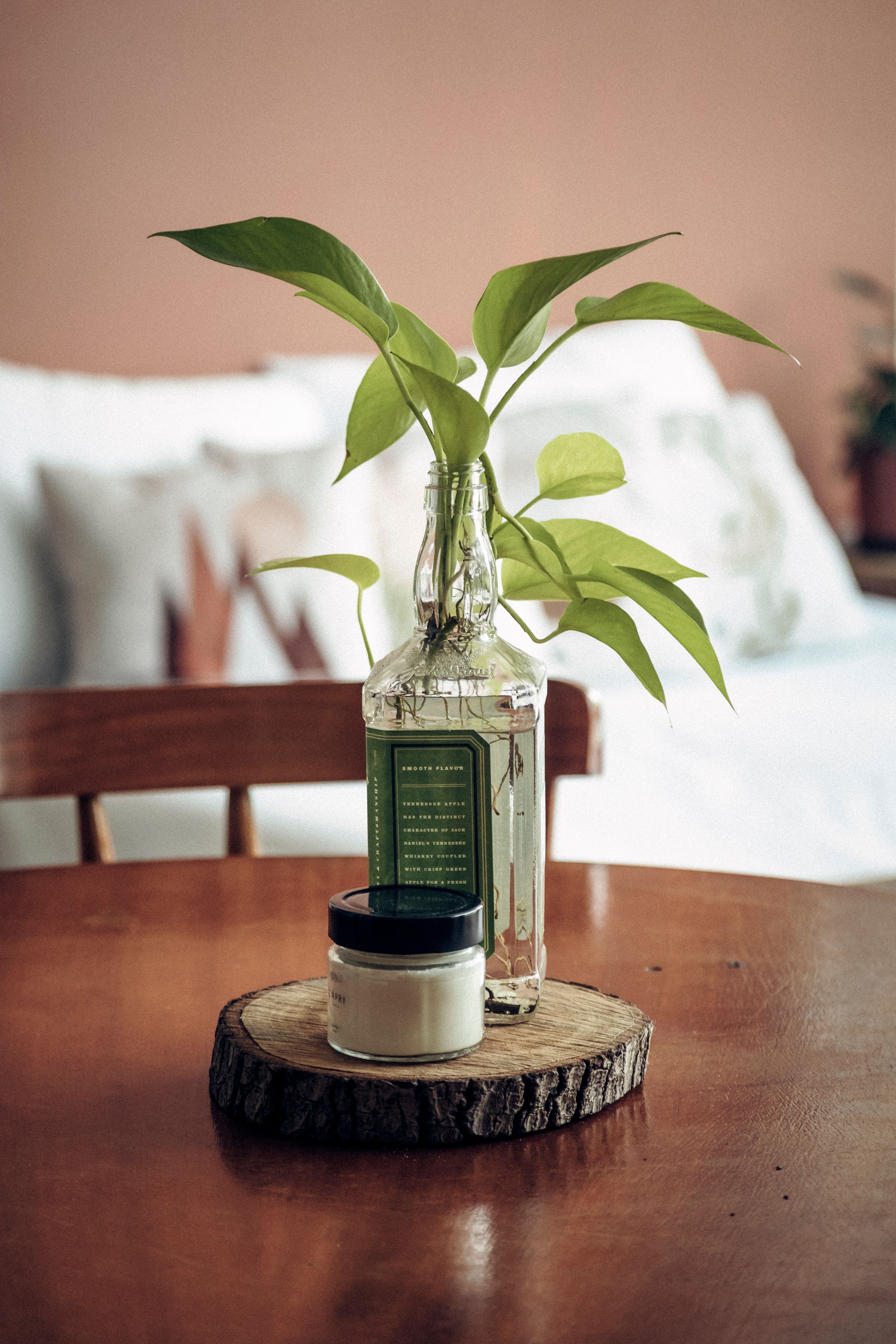 Indoor plants and greenery for Celina Texas