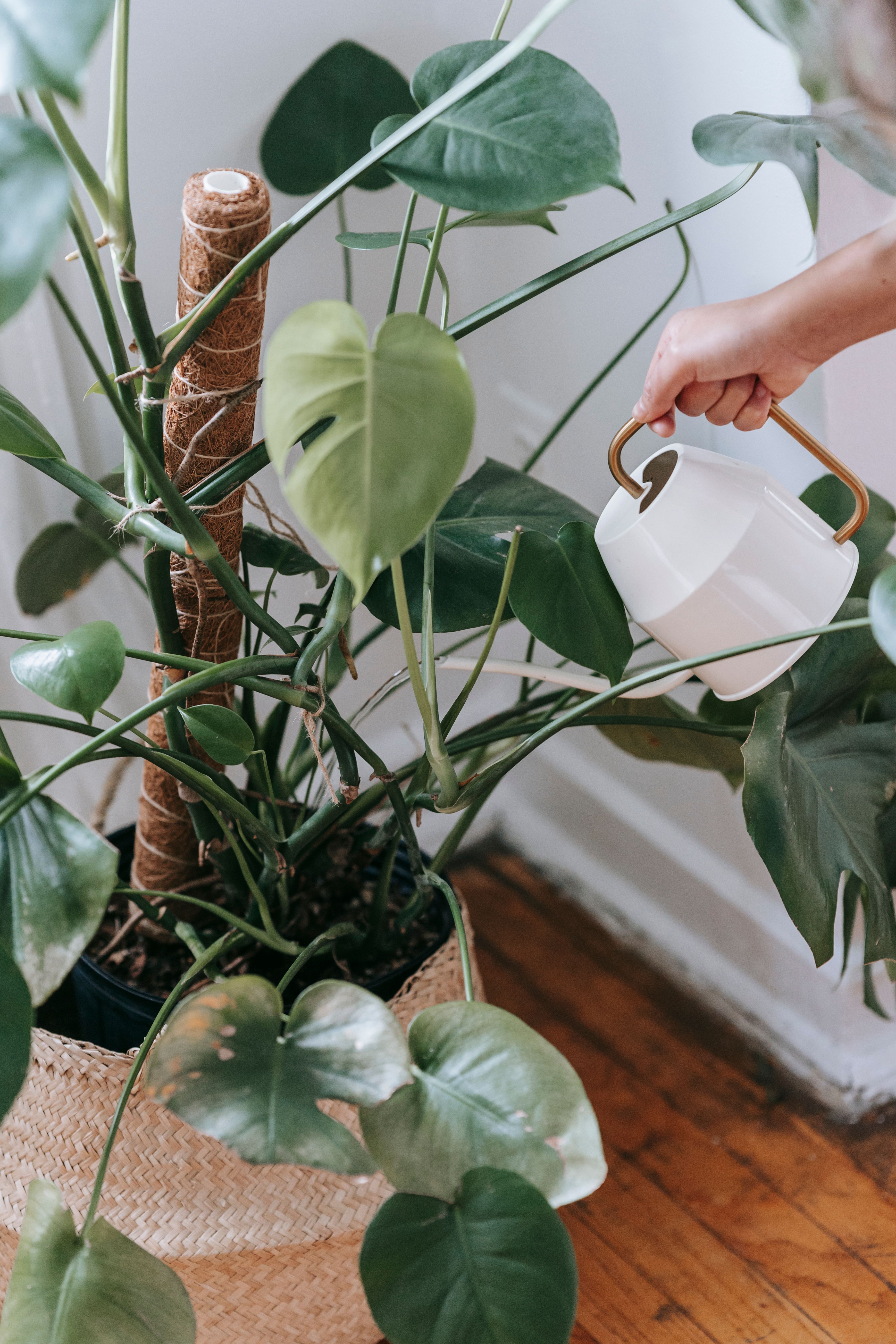 Indoor plants and greenery for Copeville Texas