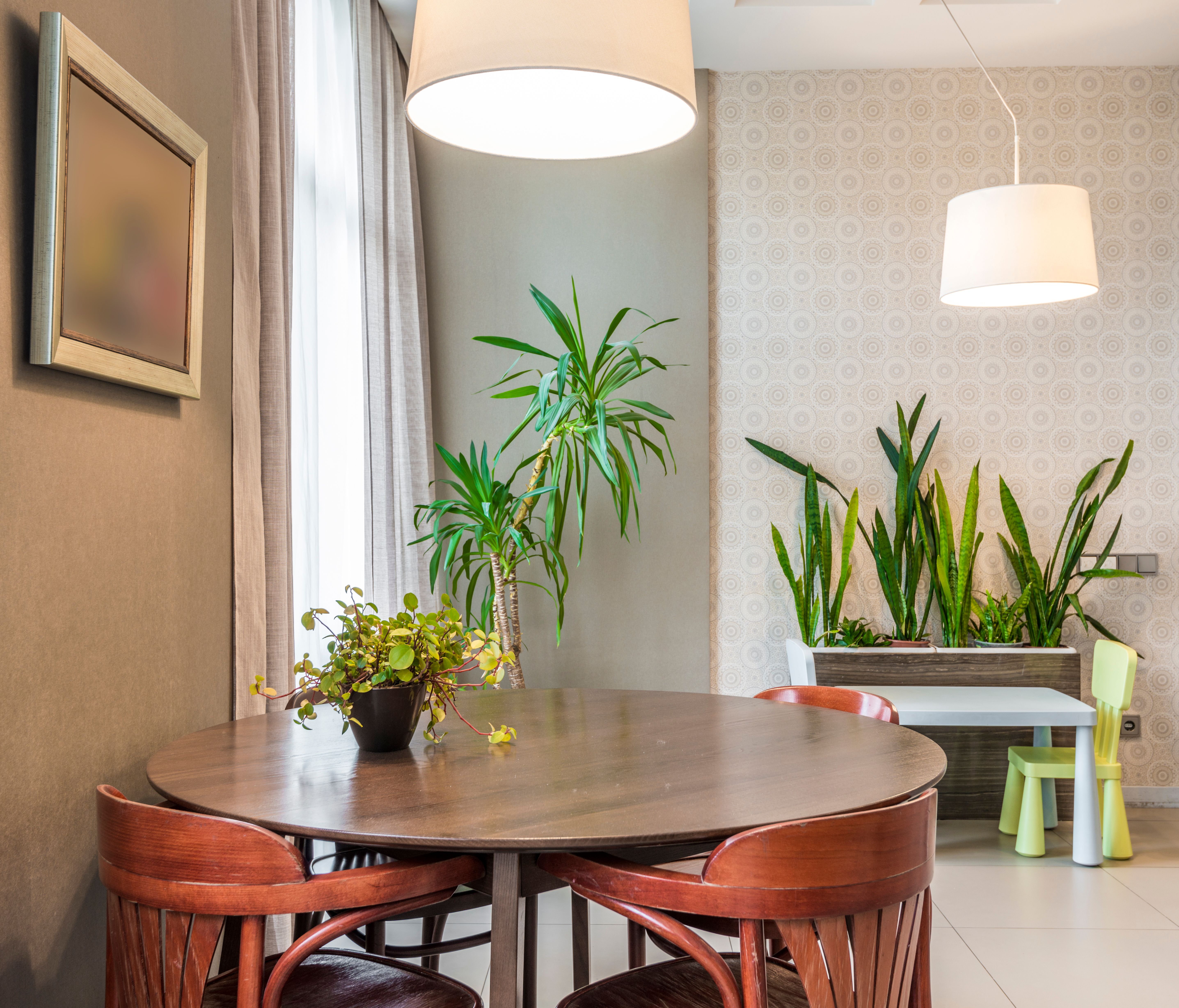 Fresh indoor greenery for Allen homes
