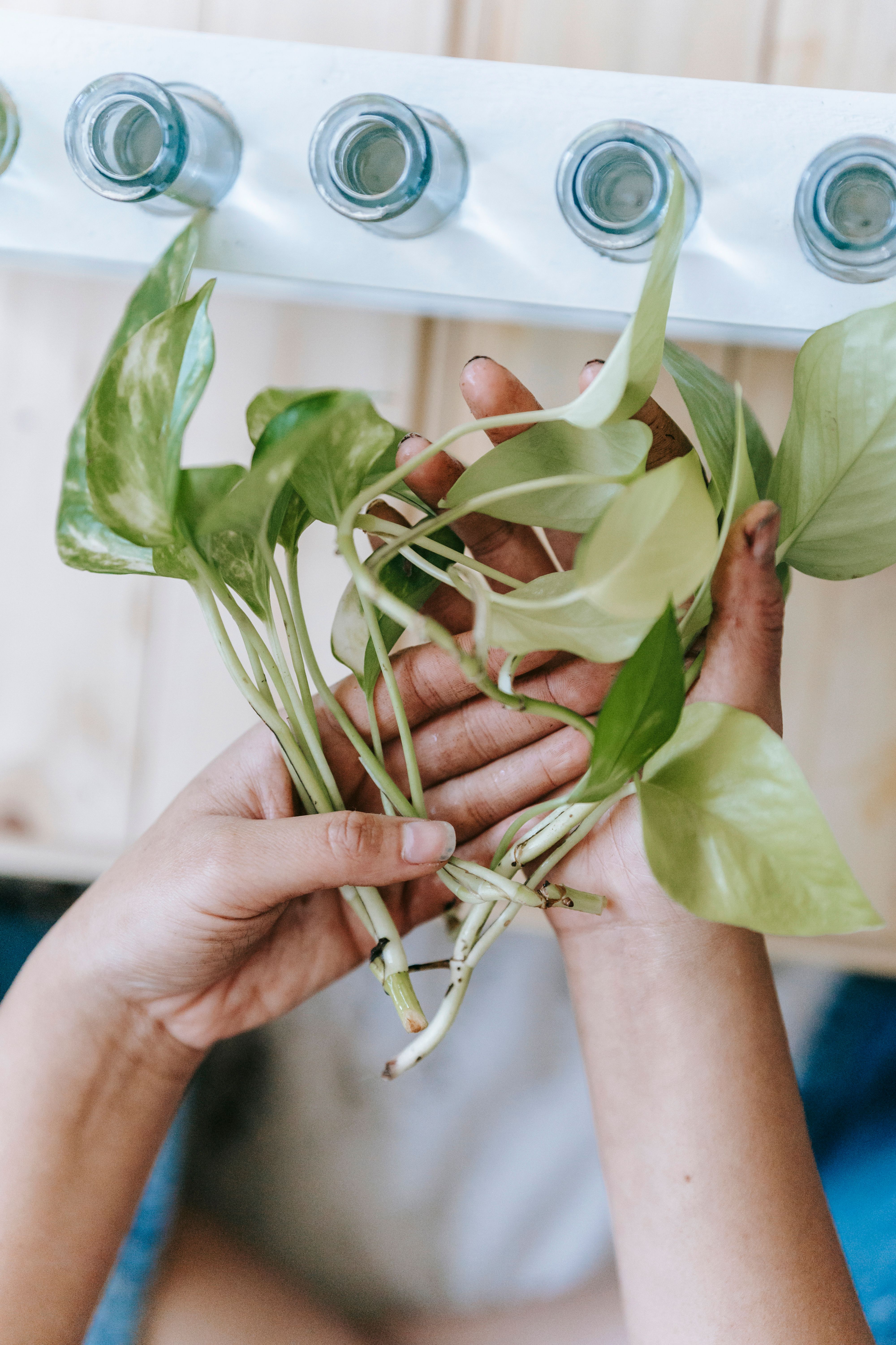 Indoor houseplants for Fairview Texas homes