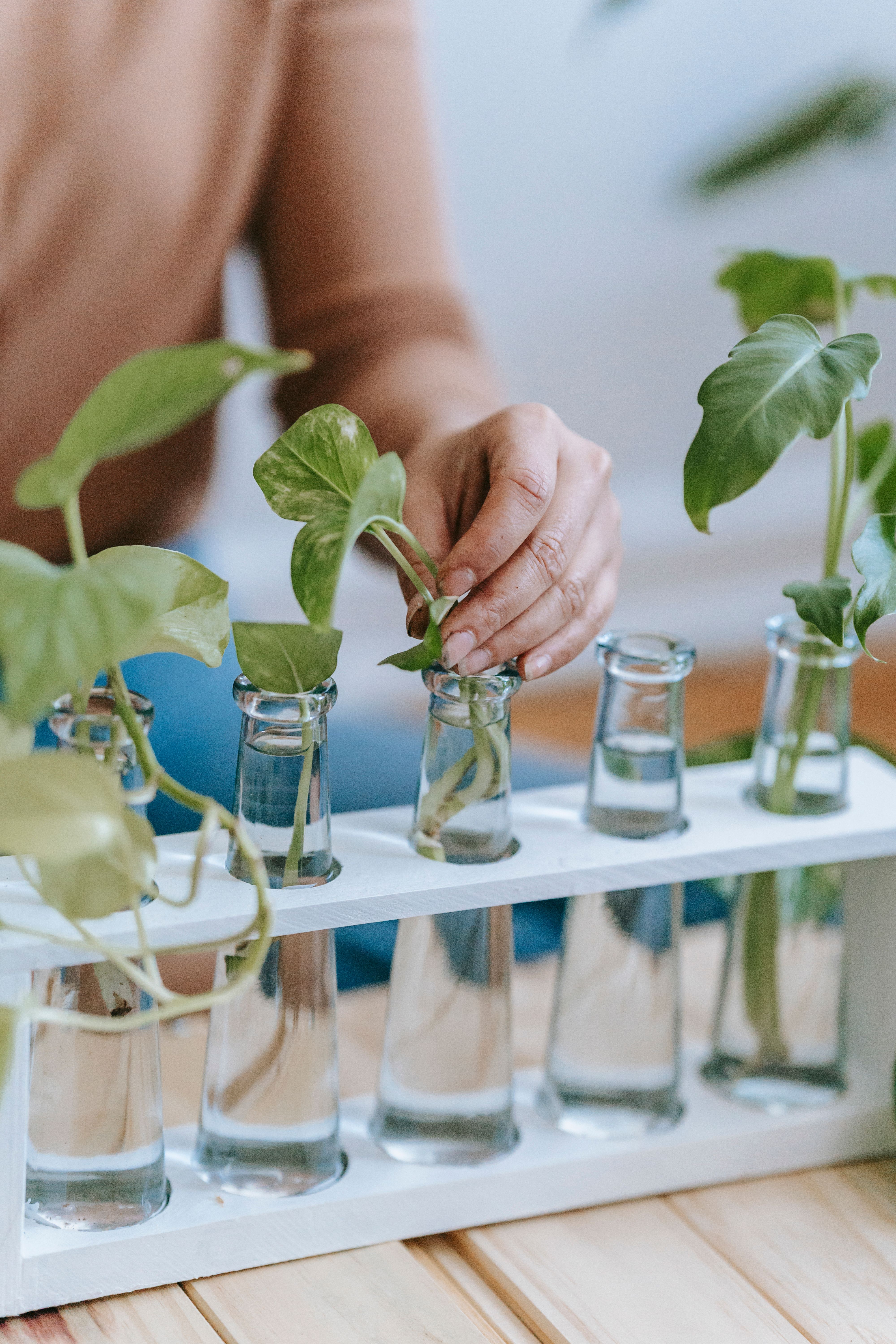 Indoor plants and natural decor for Saint Paul Texas