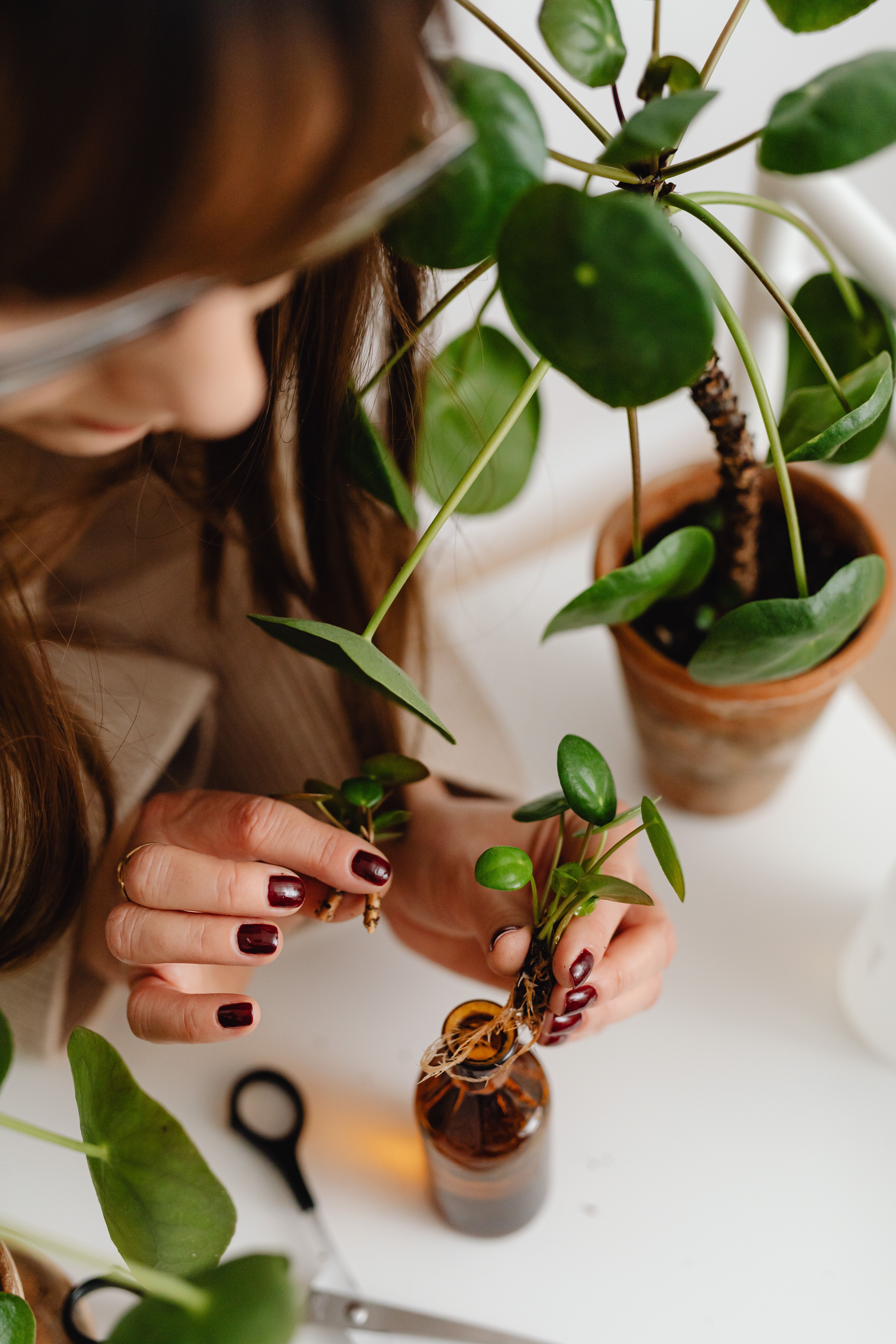 Indoor houseplants for Josephine Texas homes