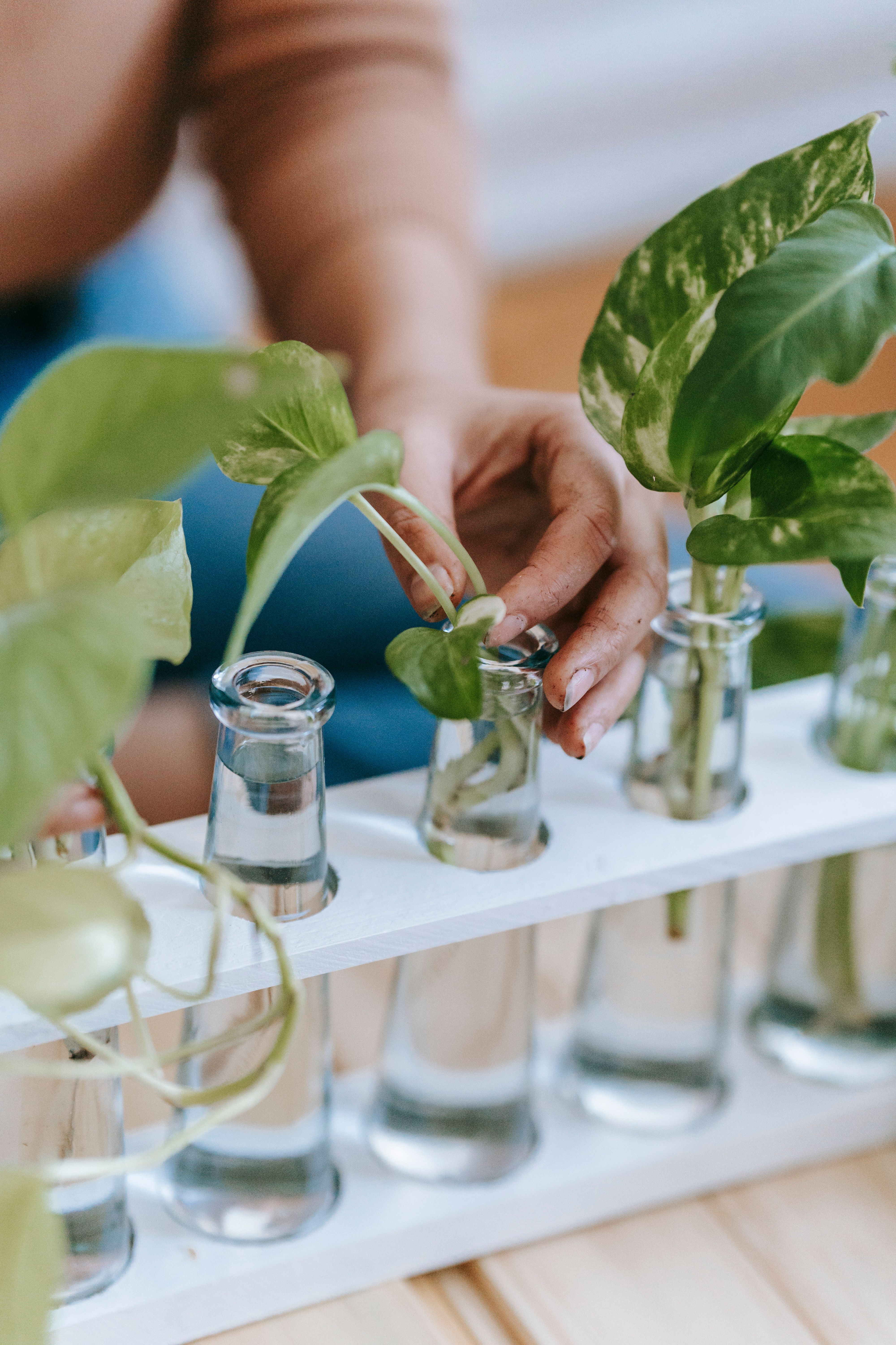 Indoor houseplants for Garland Texas homes