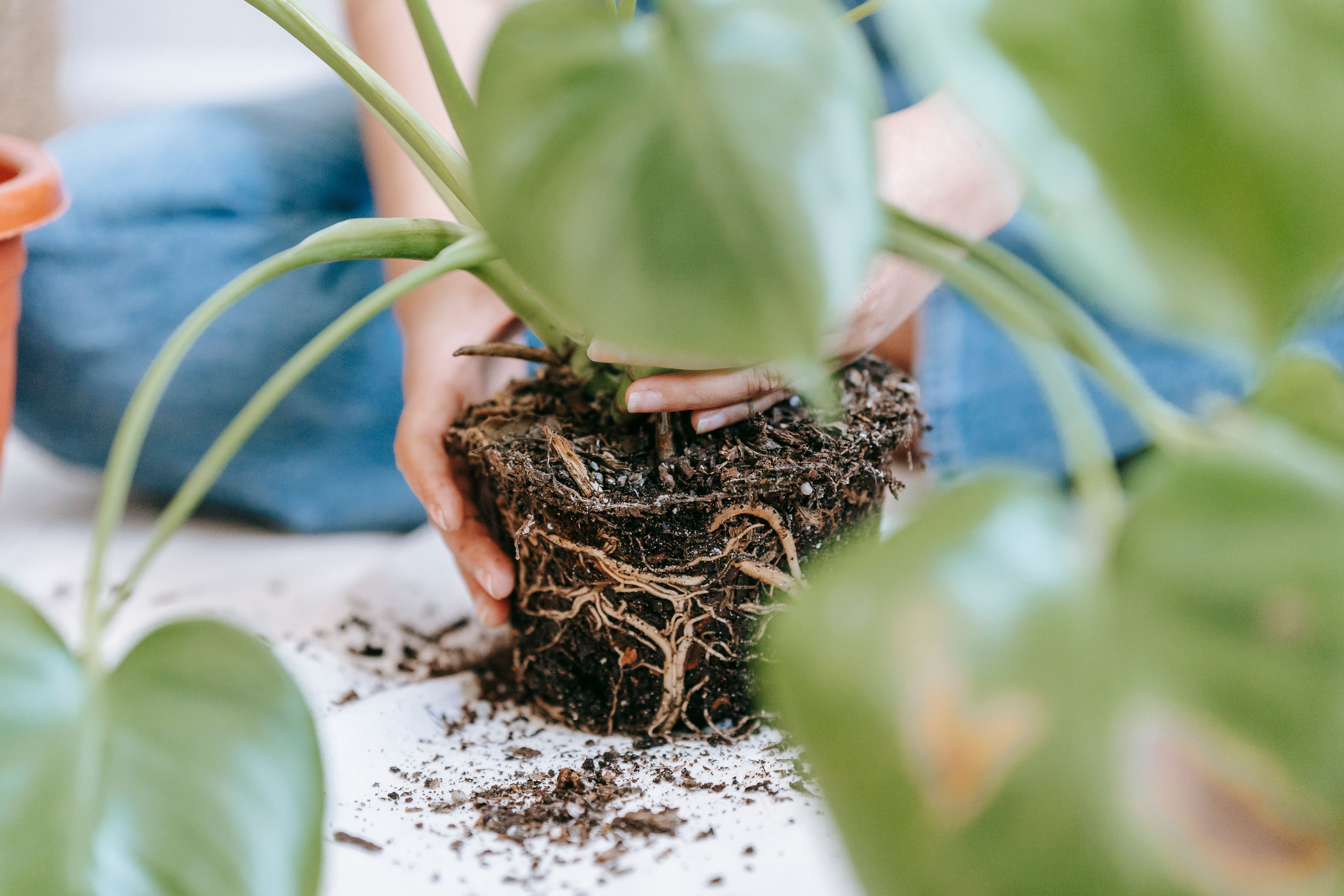 Indoor plants and natural decor for Van Alstyne Texas