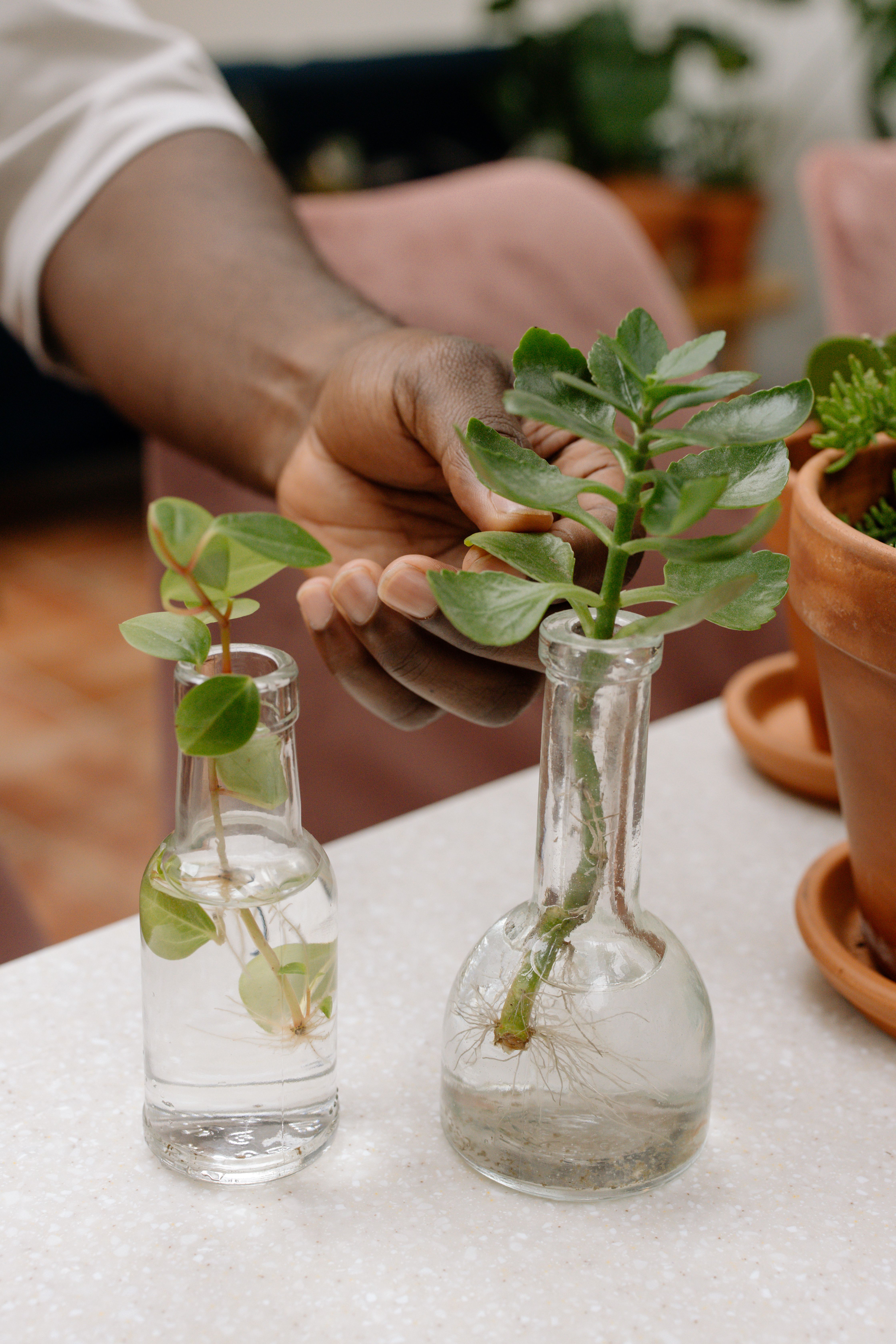 Houseplant inspiration for Farmersville and Collin County