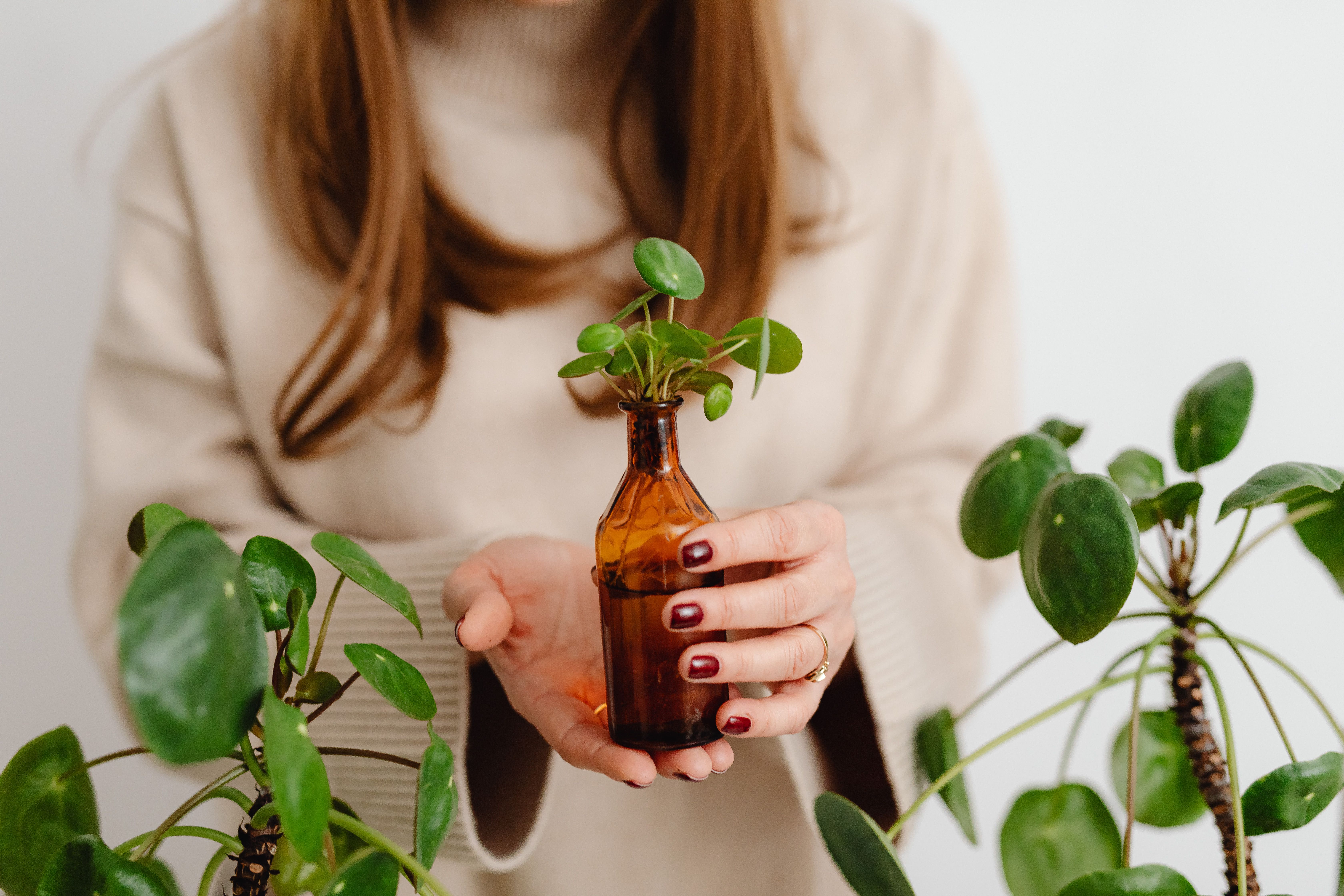 Inspecting leaves and foliage for houseplant pests