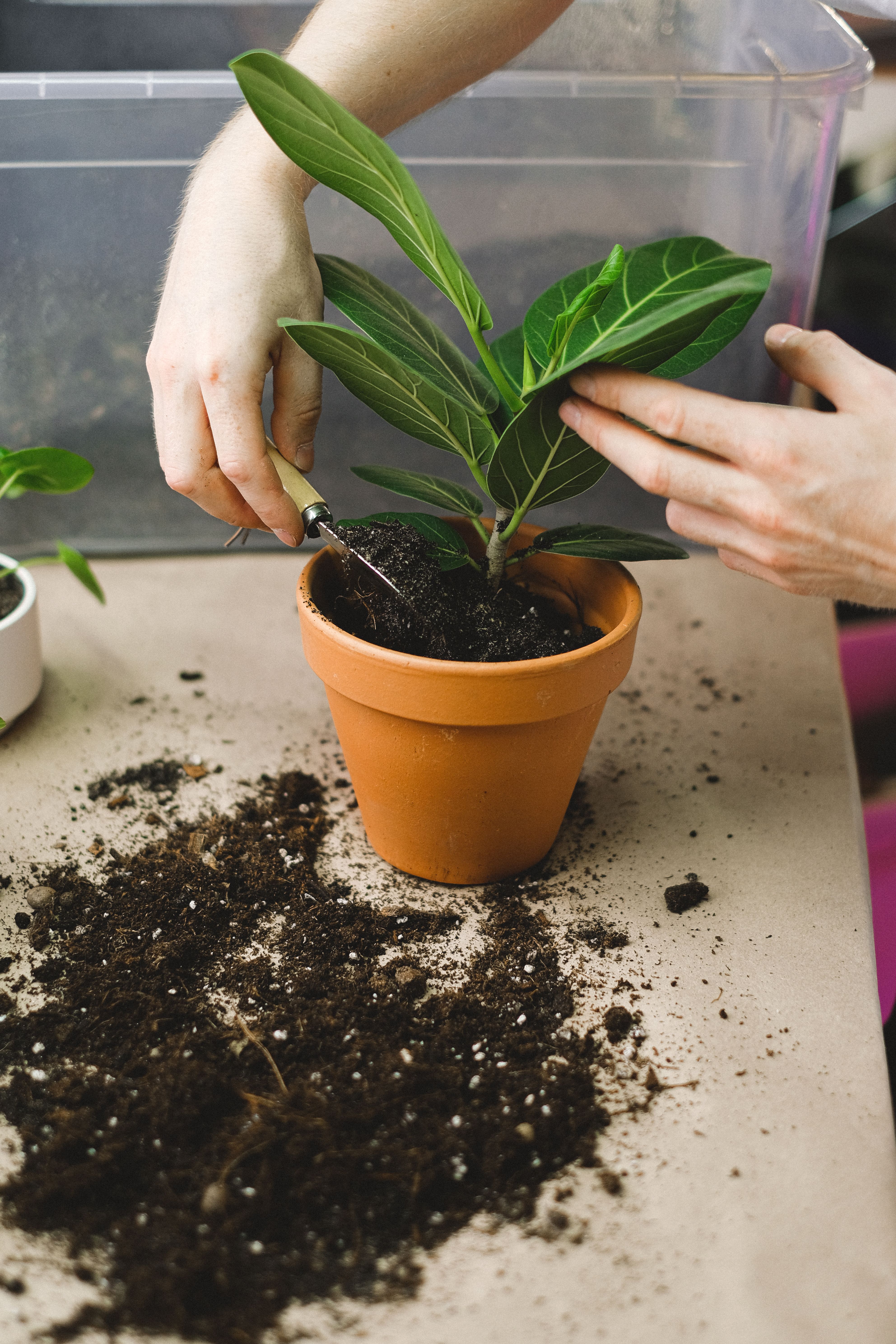 Houseplant inspiration for Farmersville and Collin County
