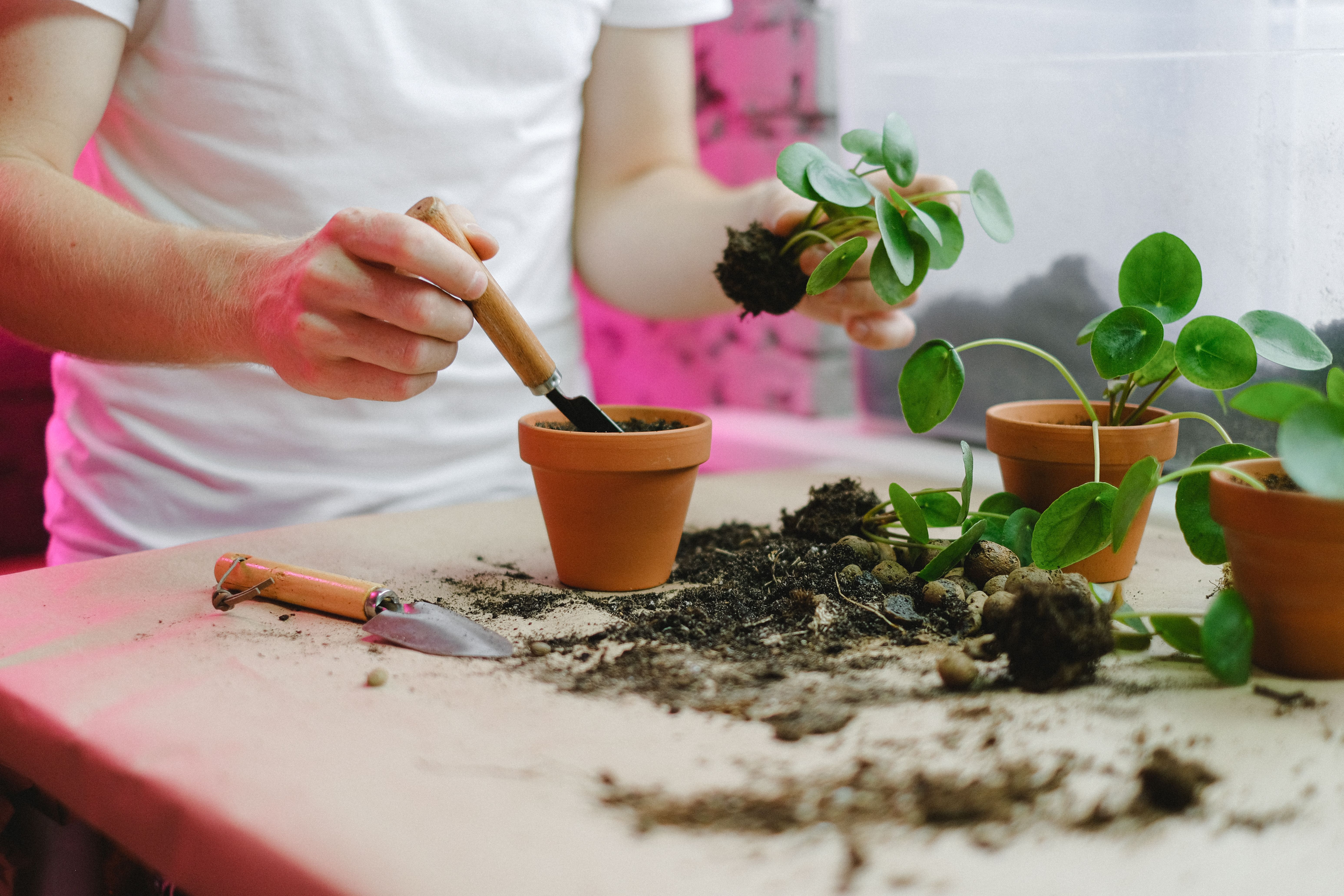 Houseplant watering tips for North Texas