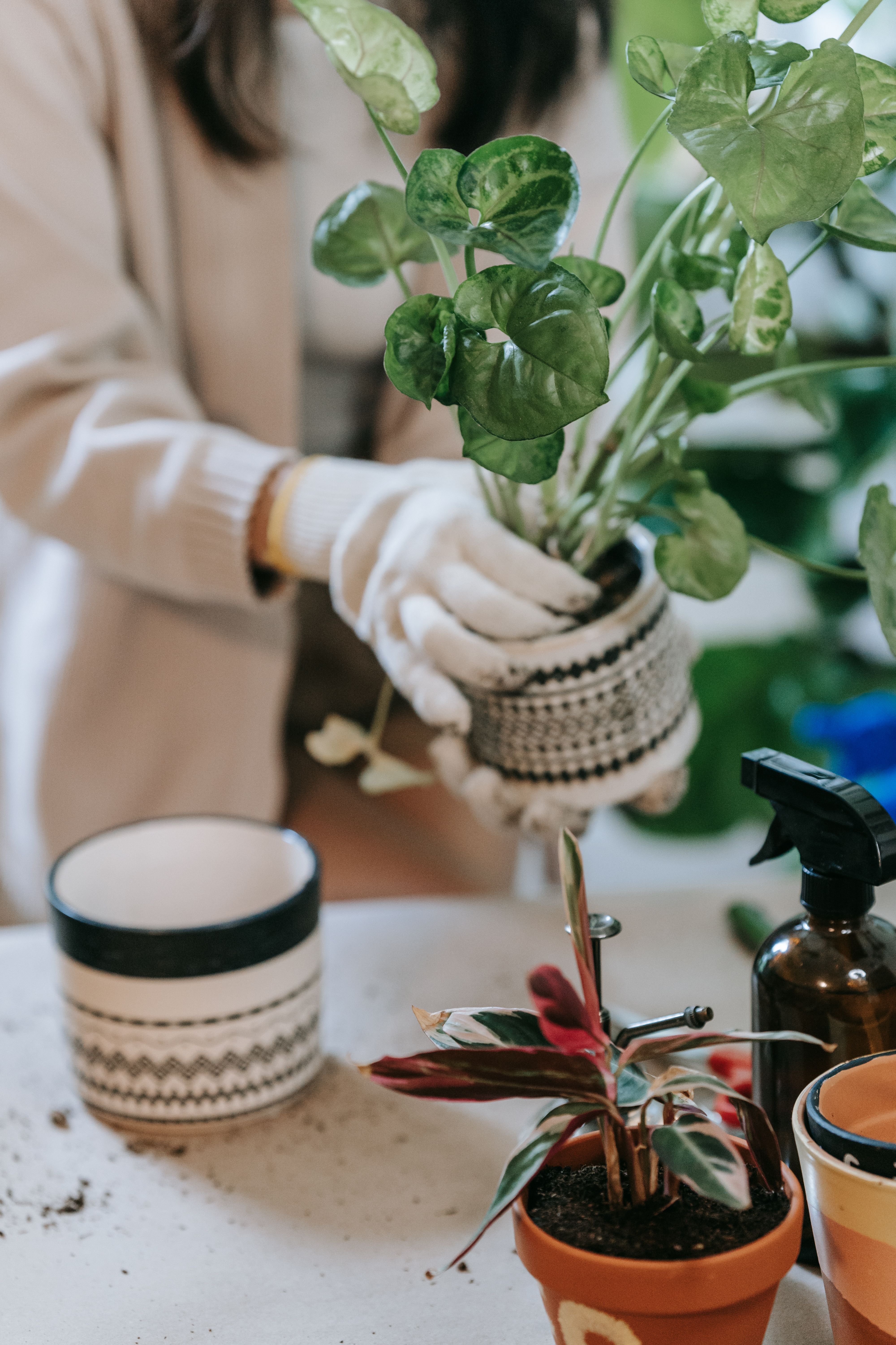 Indoor houseplant inspiration for Lucas Texas homes