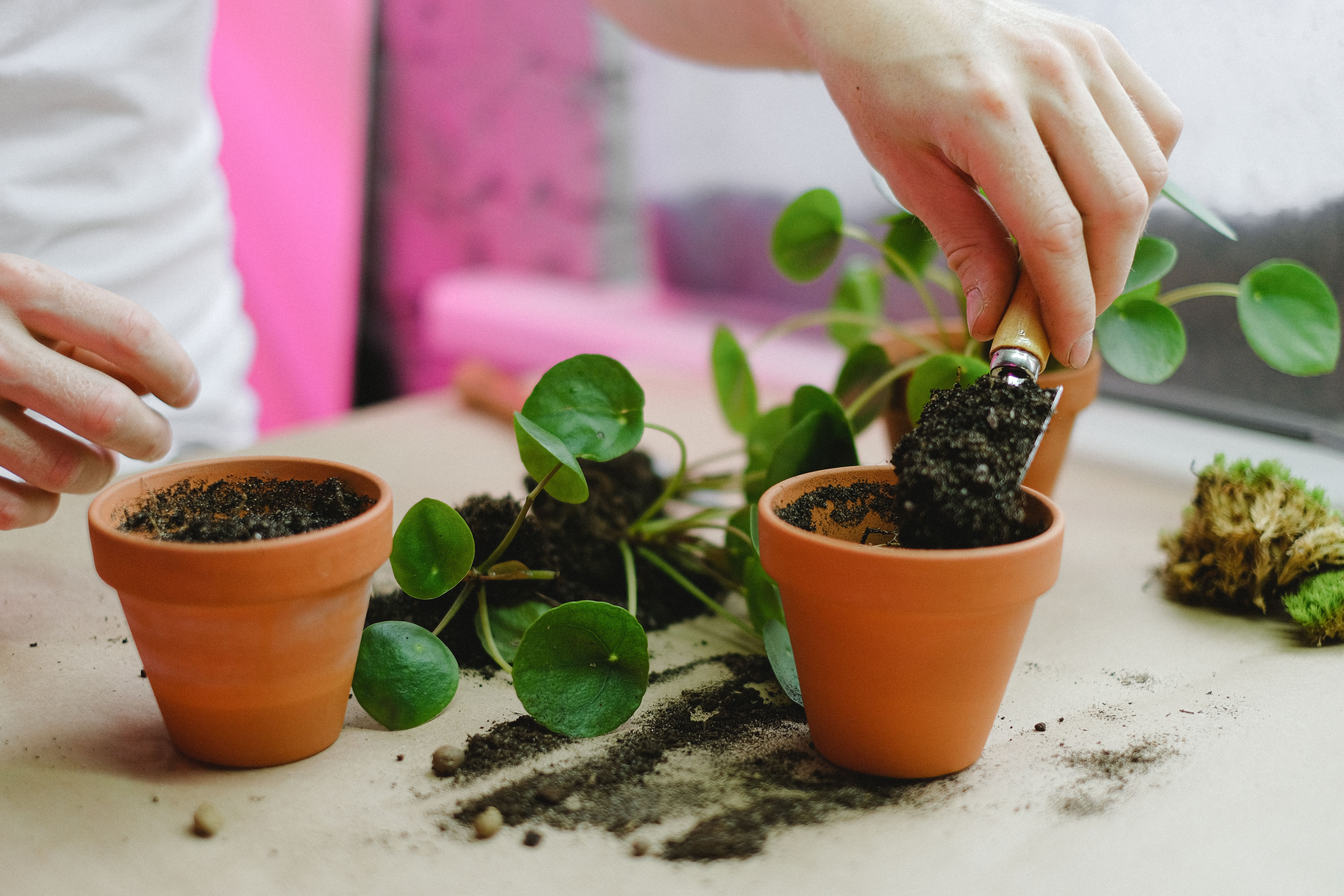 Indoor tropical plant care and fresh botanical interiors