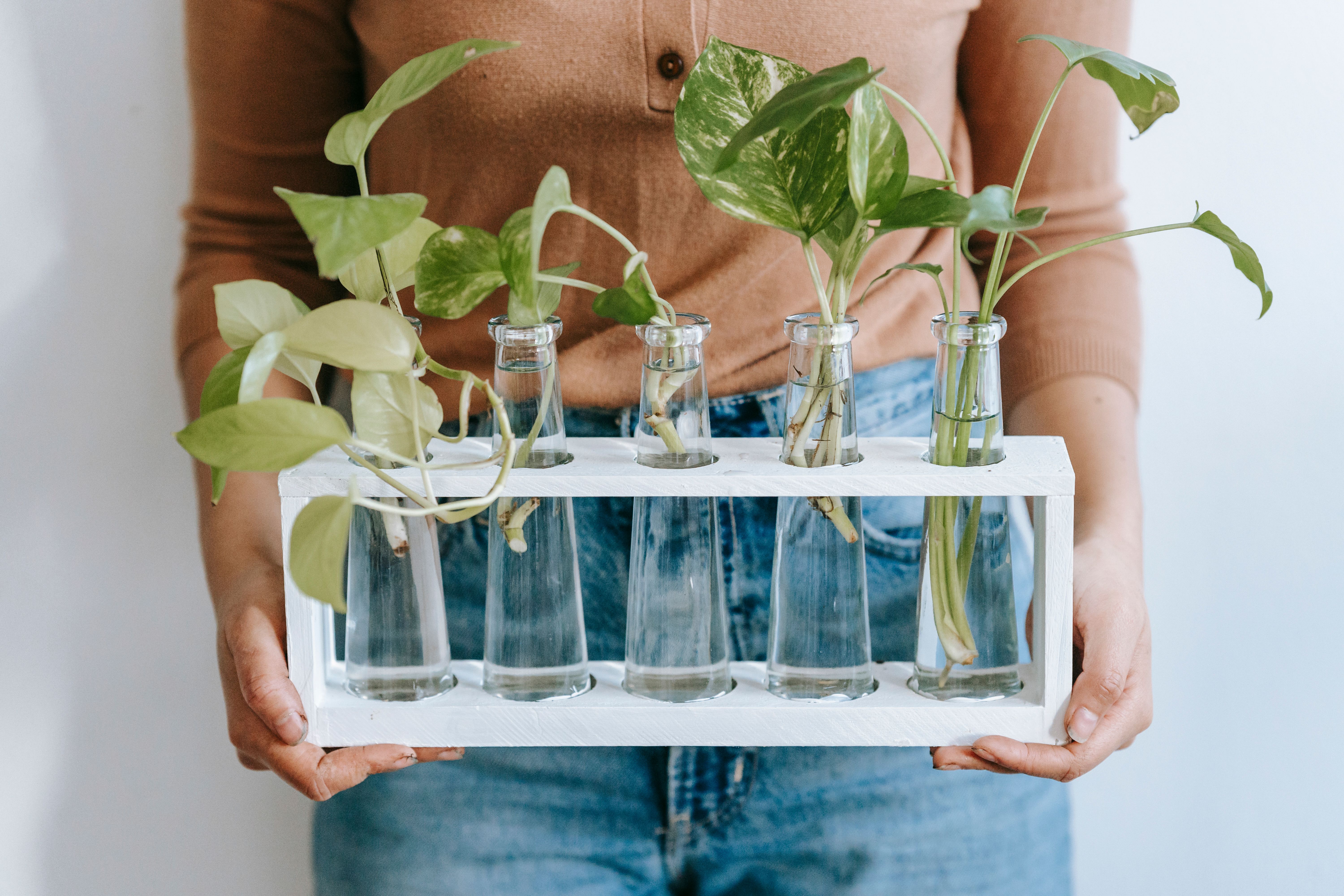 How to inspect indoor plants for bugs