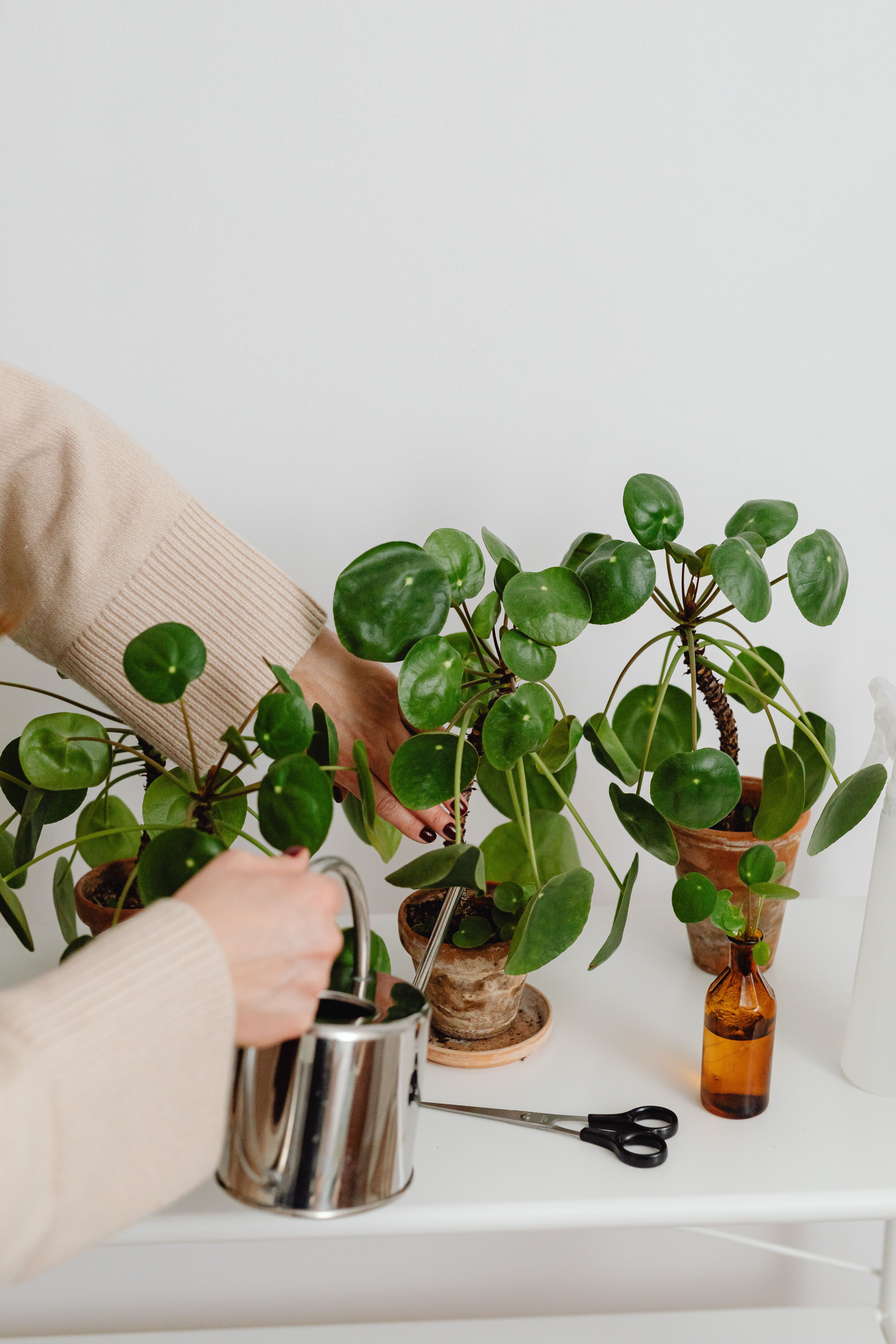 Houseplants for Sachse Texas interiors