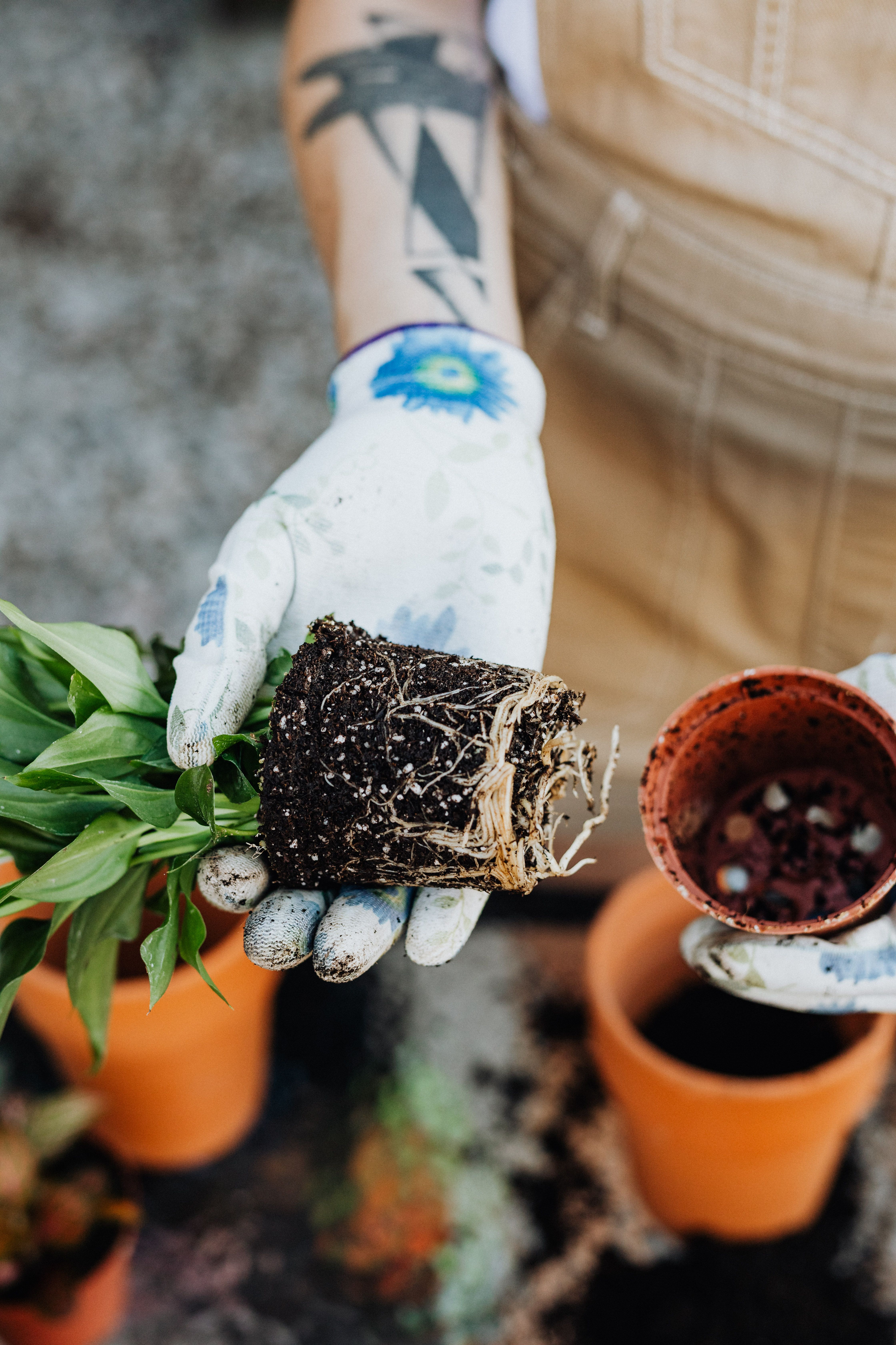 Houseplants for Van Alstyne Texas interiors