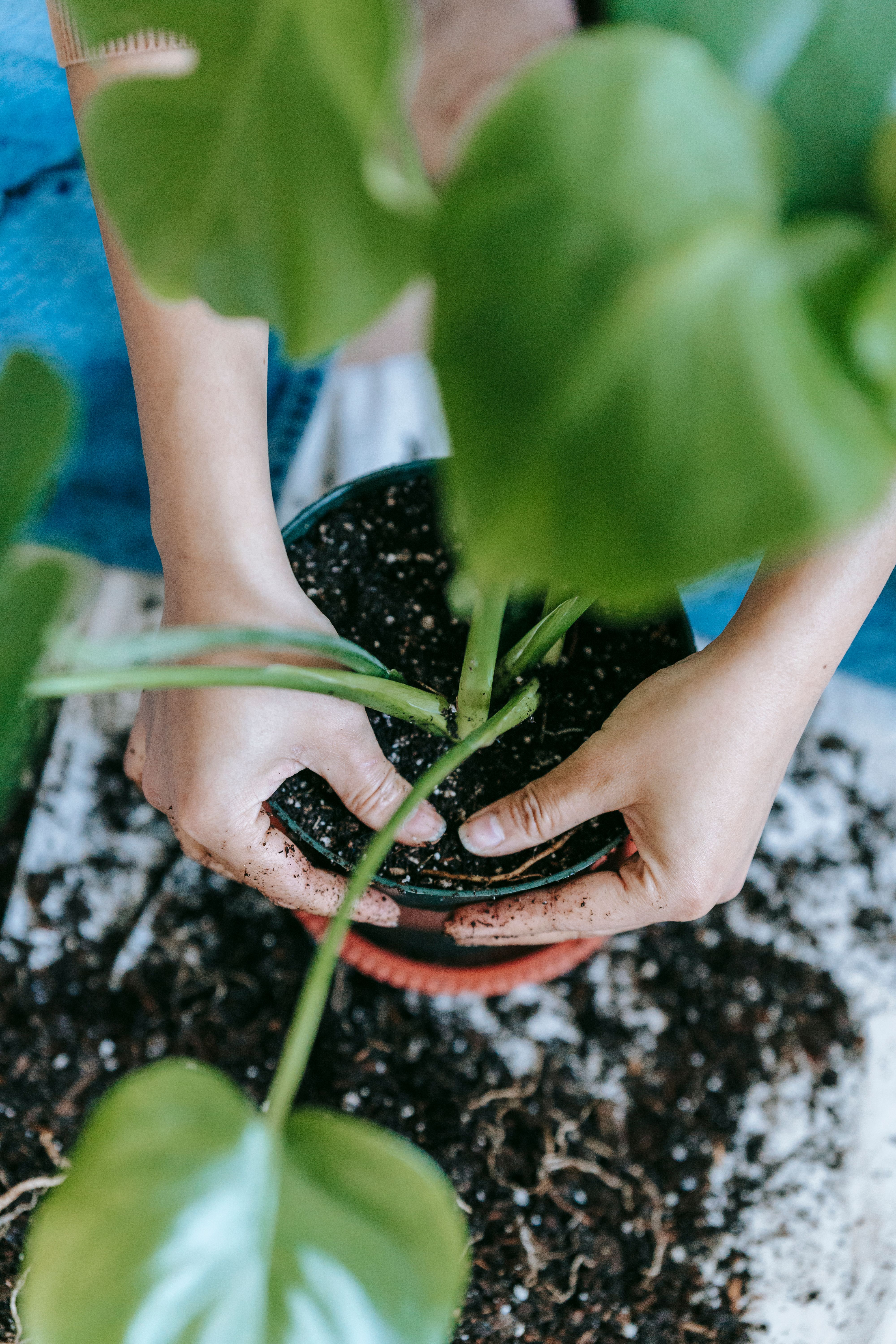 Houseplants for Saint Paul Texas interiors