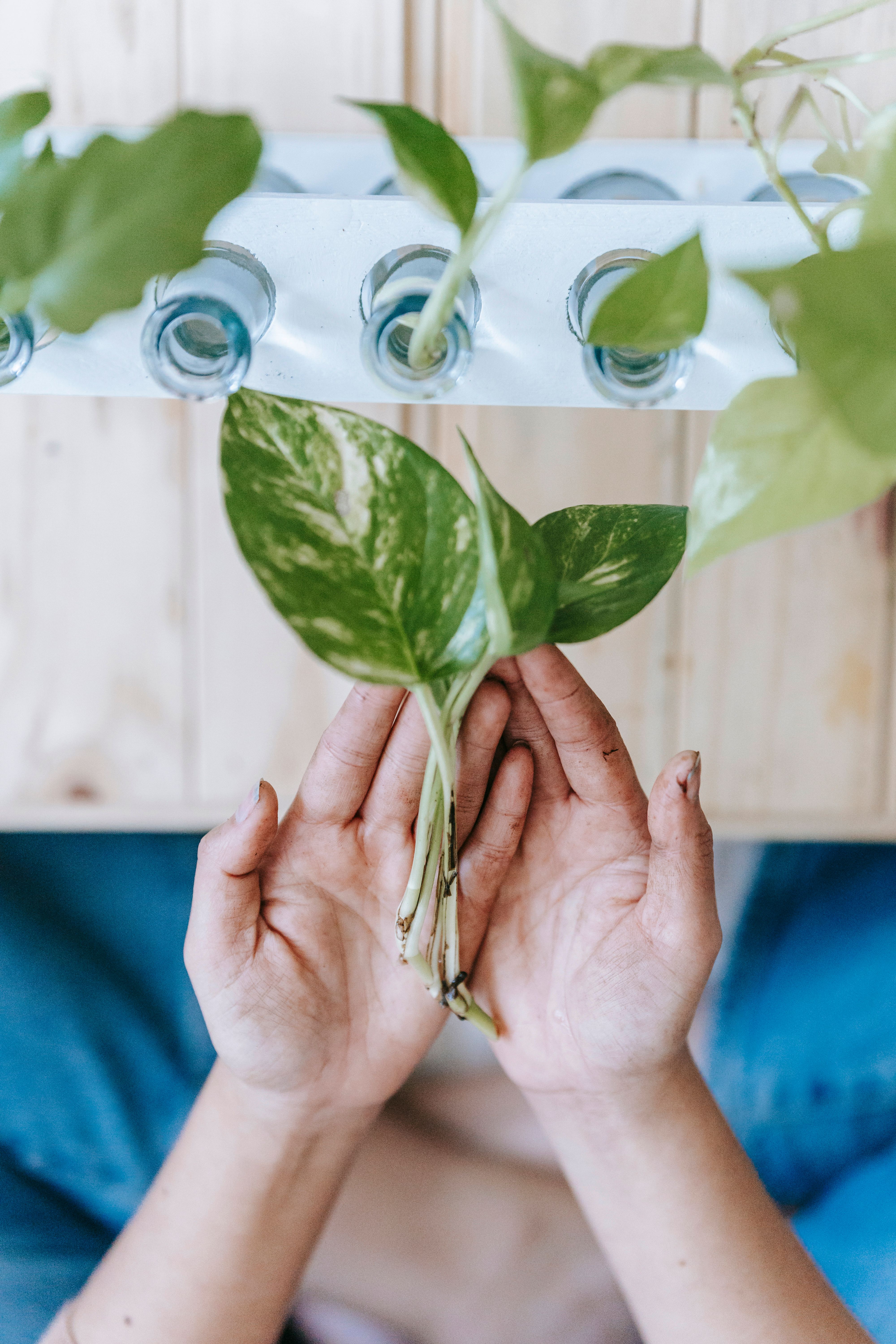 Houseplants for Weston Texas interiors