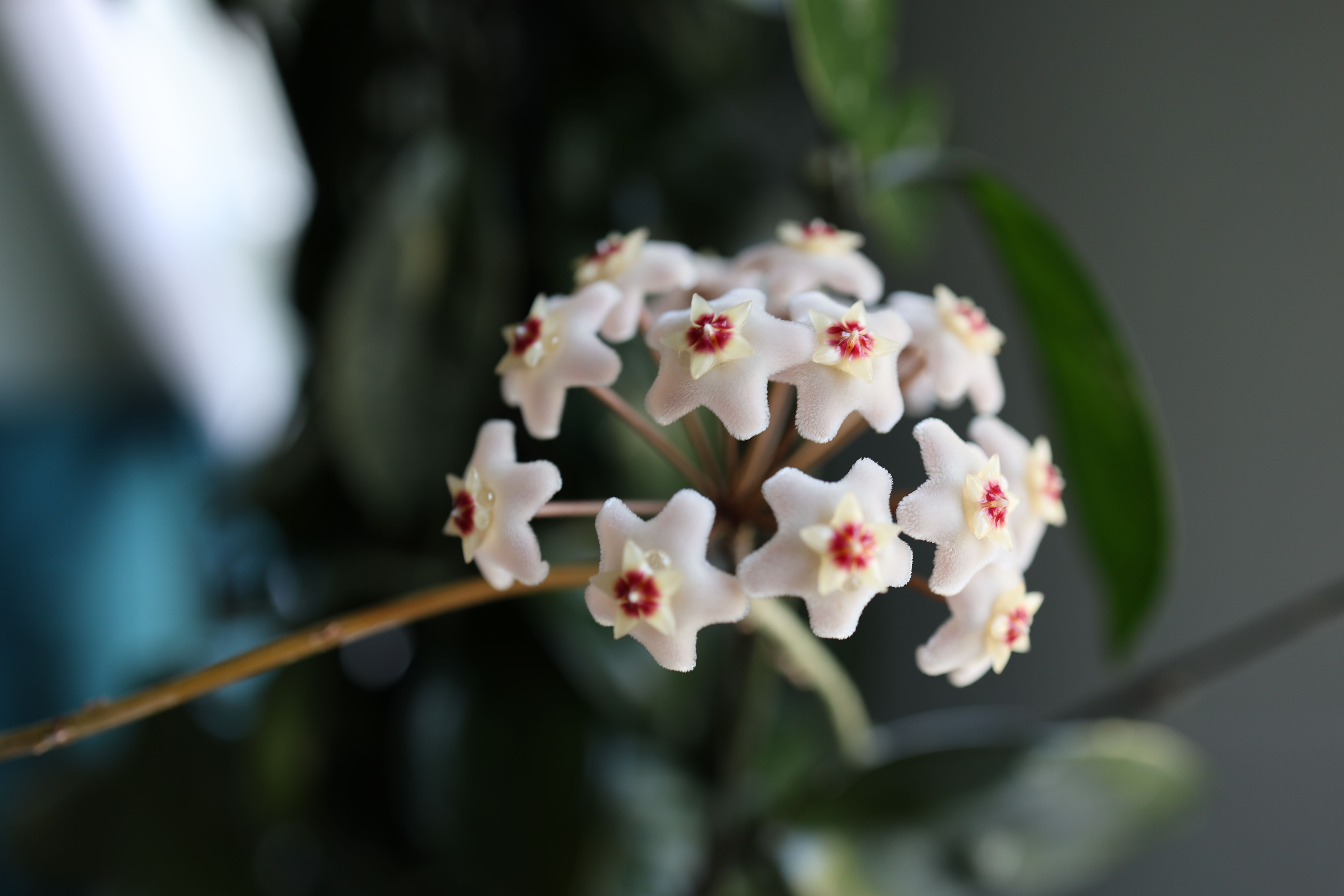 Representative hoya carnosa houseplant photo, actual plant may vary
