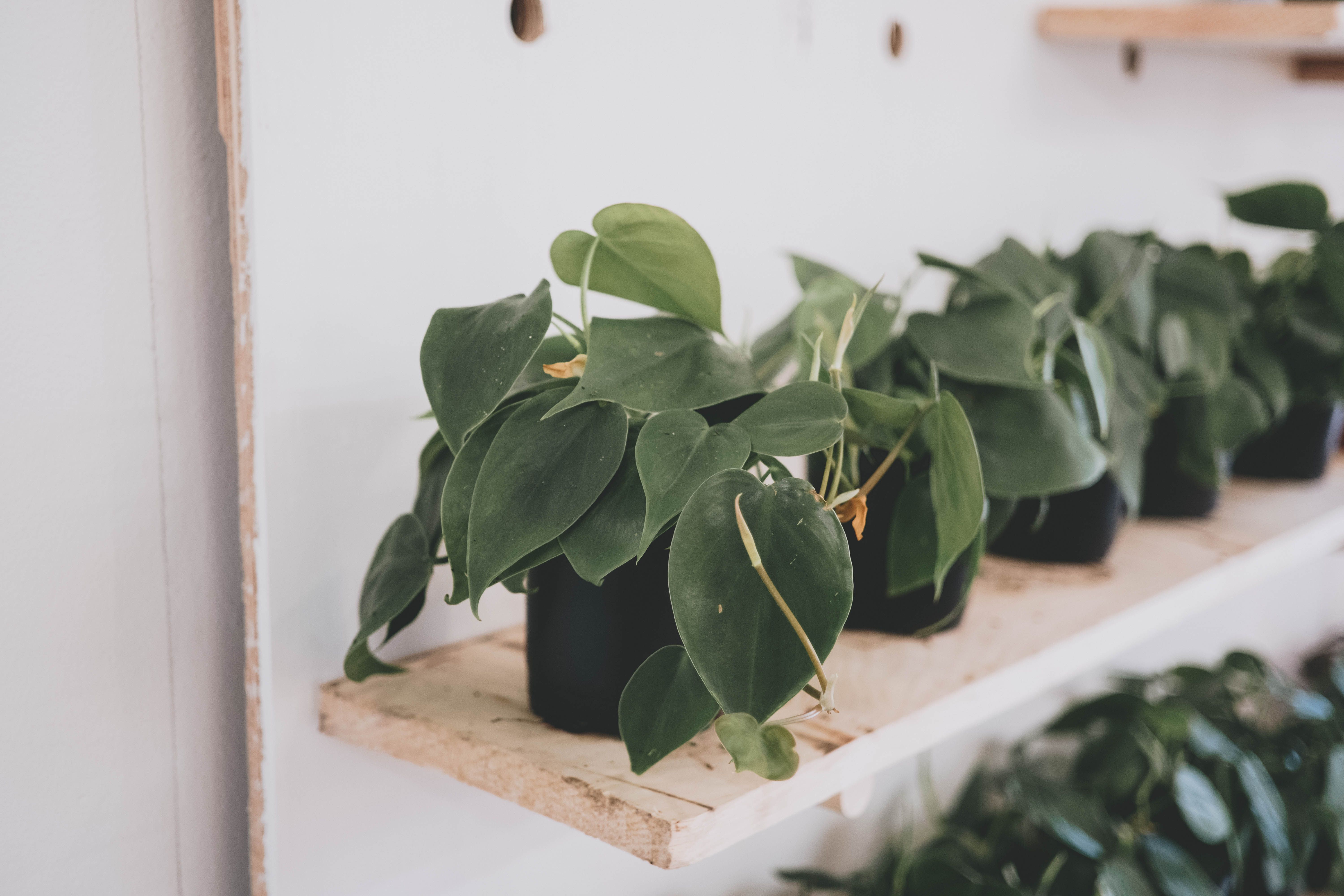 Representative heartleaf philodendron houseplant photo, actual plant may vary