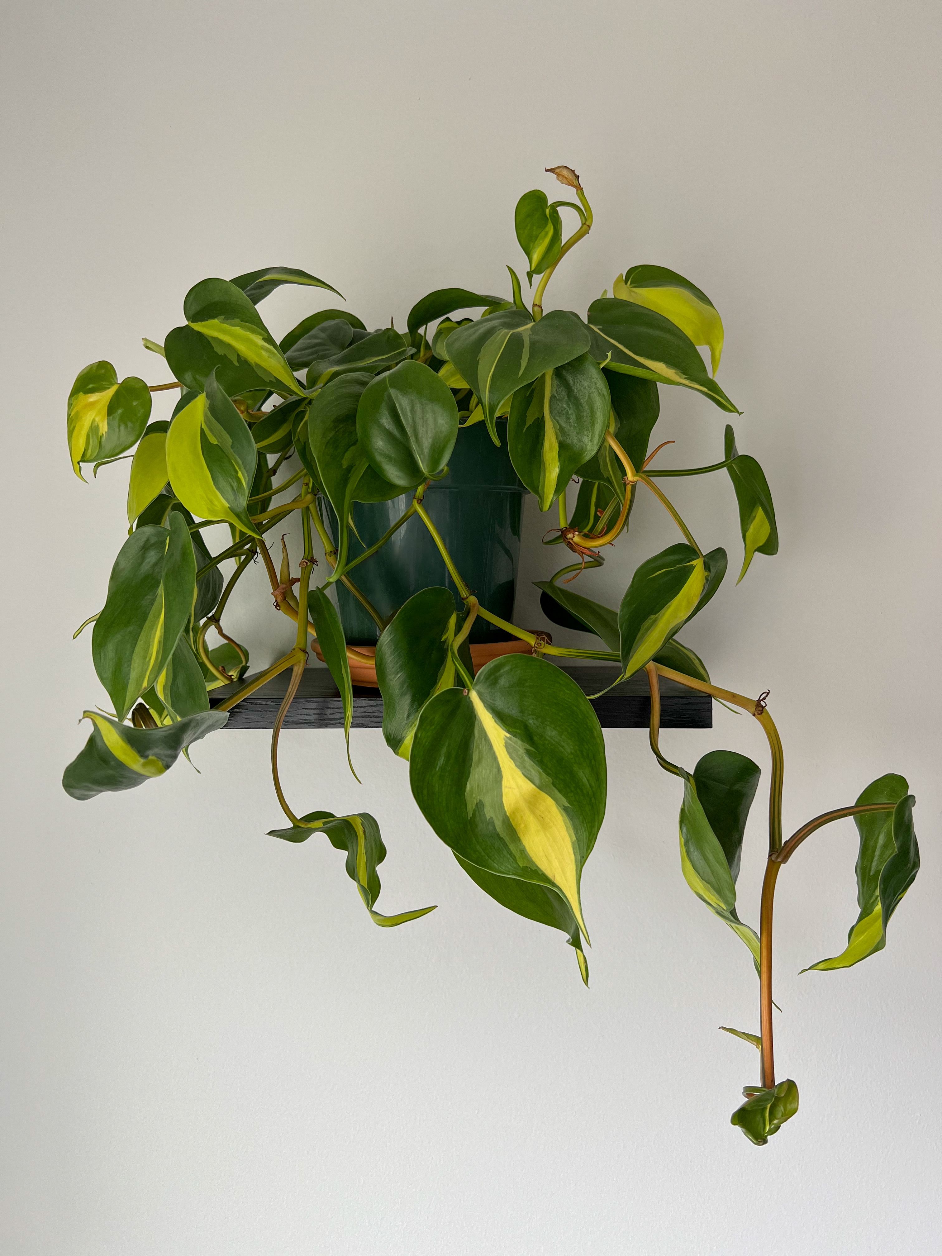 Representative golden pothos houseplant photo, actual plant may vary