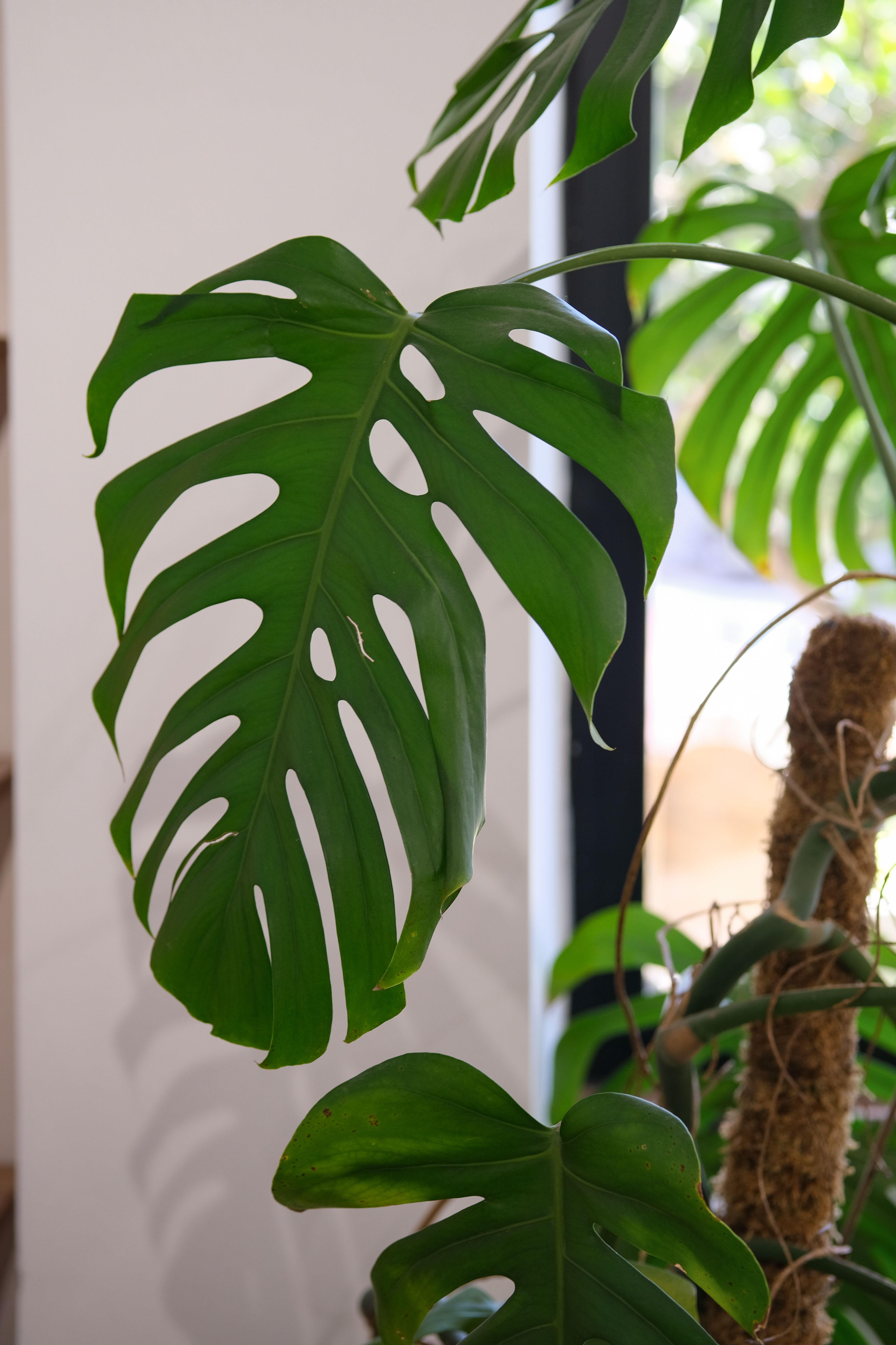 Representative monstera deliciosa houseplant photo, actual plant may vary