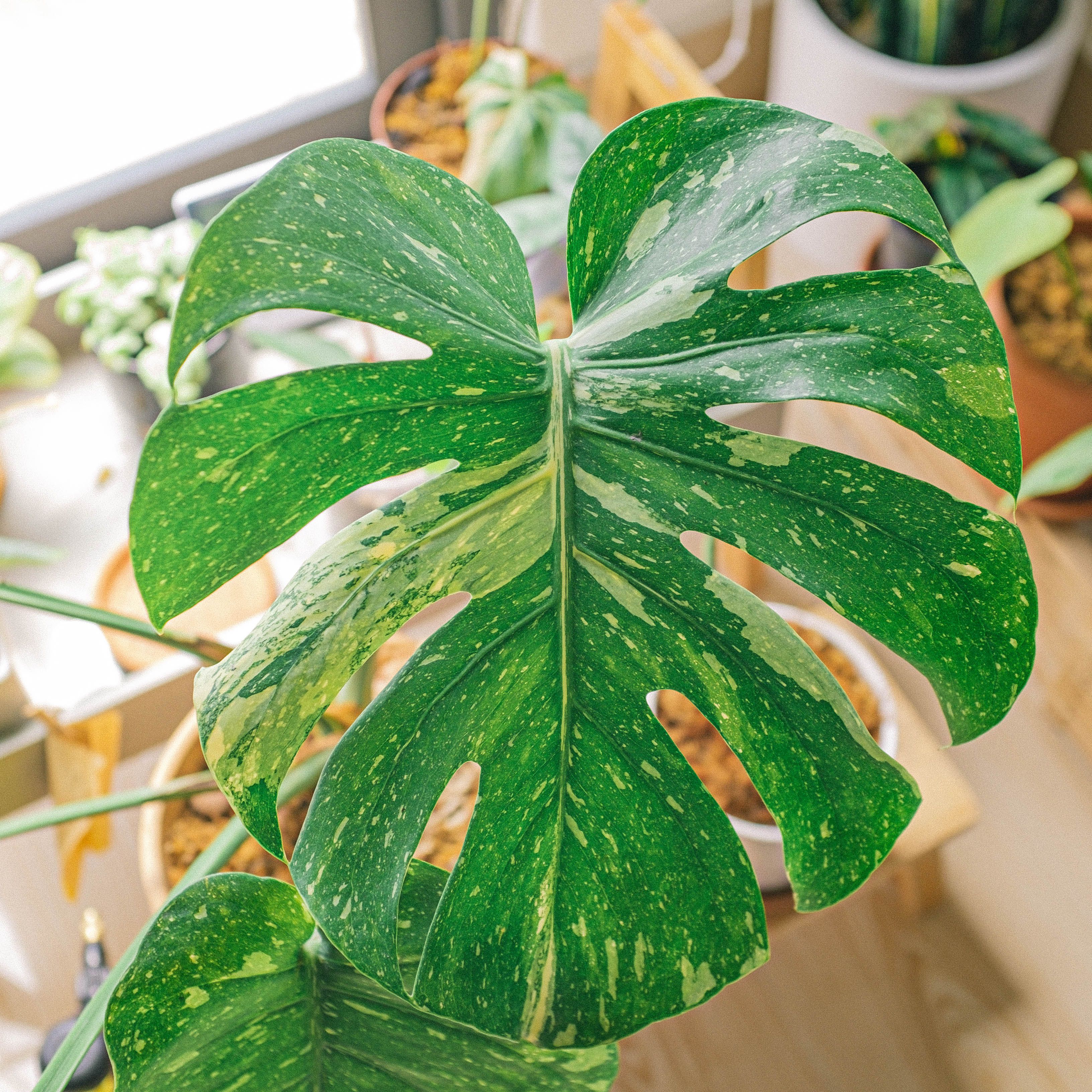 Representative monstera thai constellation houseplant photo, actual plant may vary