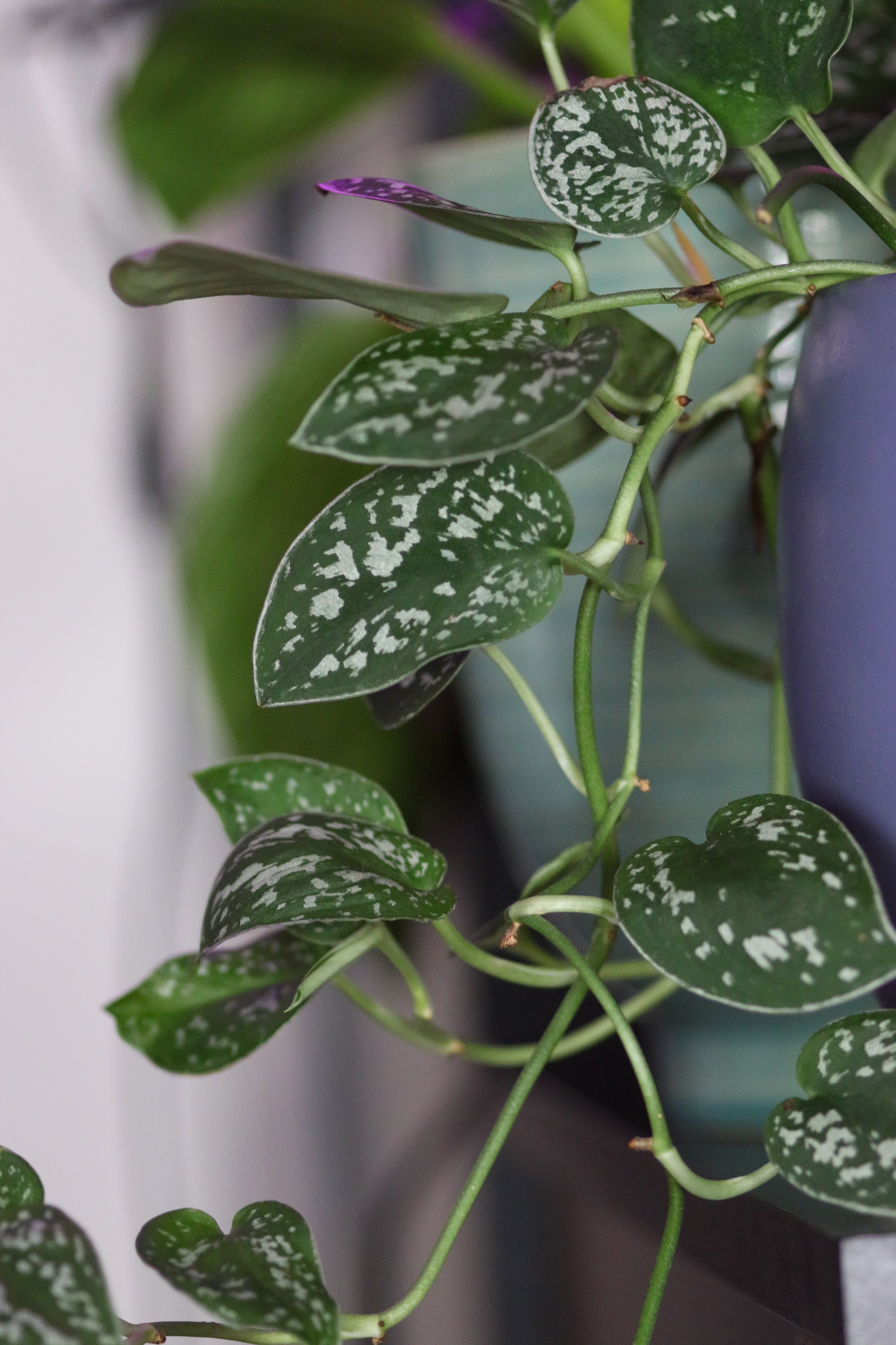 Representative satin pothos houseplant photo, actual plant may vary