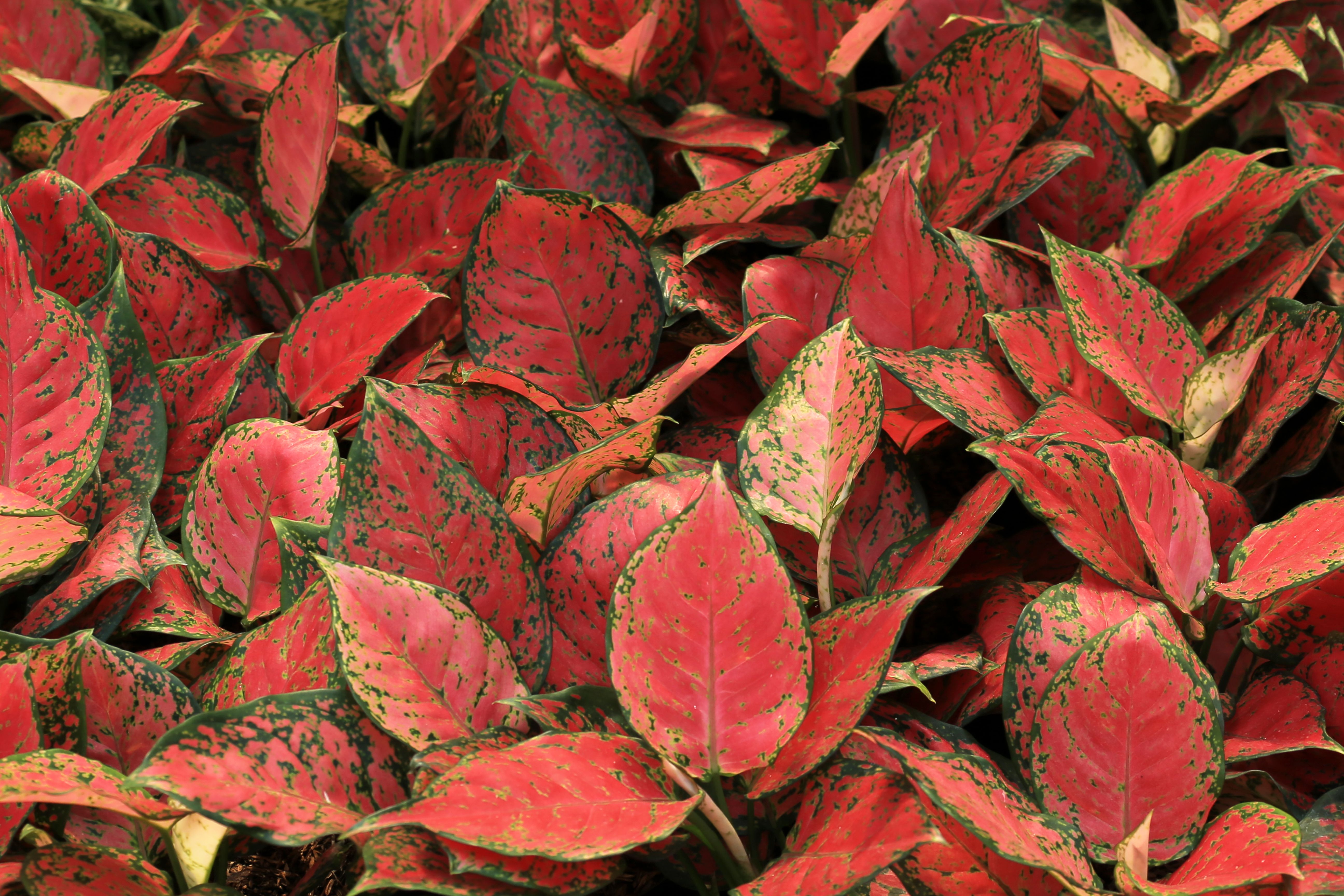 Representative chinese evergreen houseplant photo, actual plant may vary