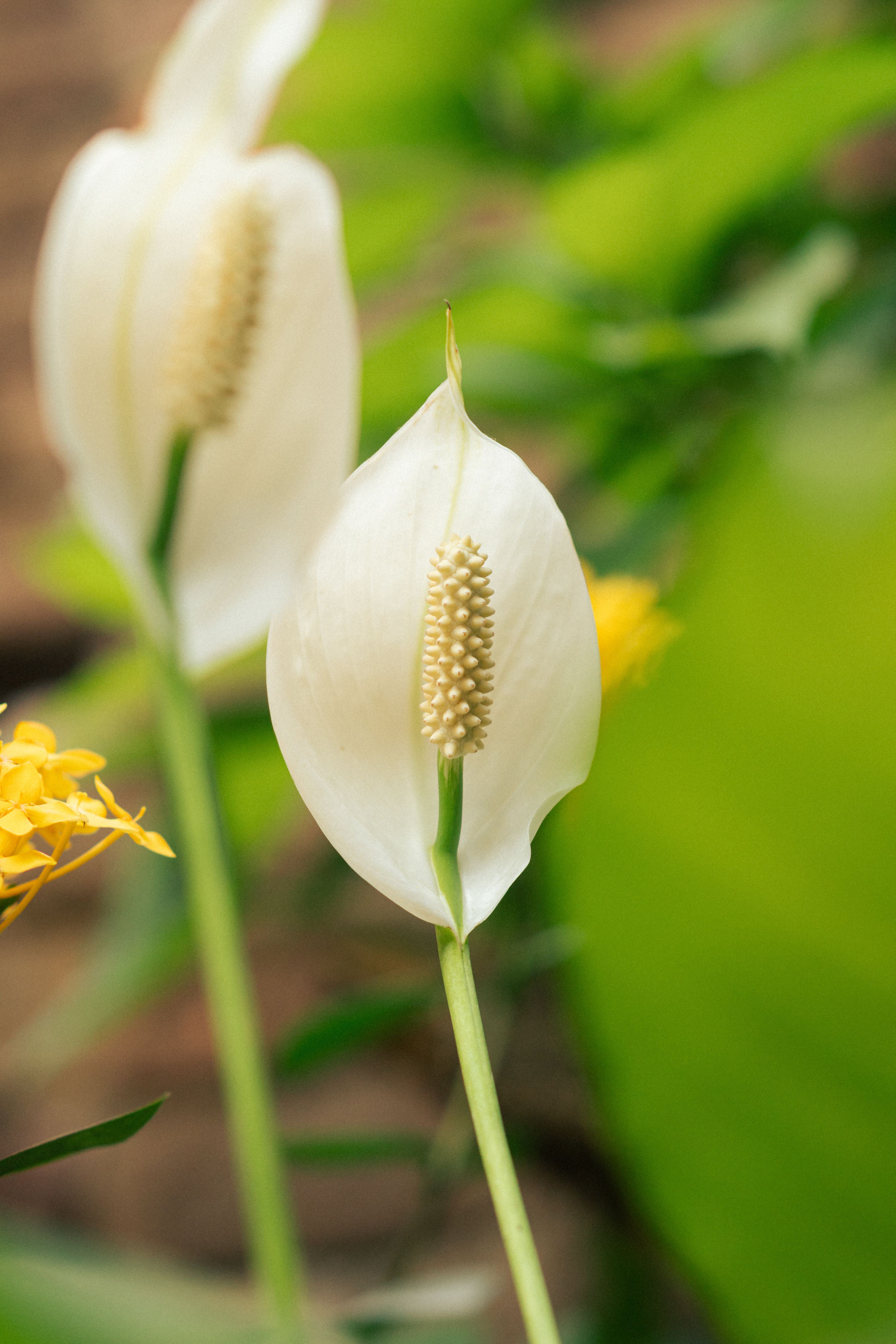Representative peace lily houseplant photo, actual plant may vary