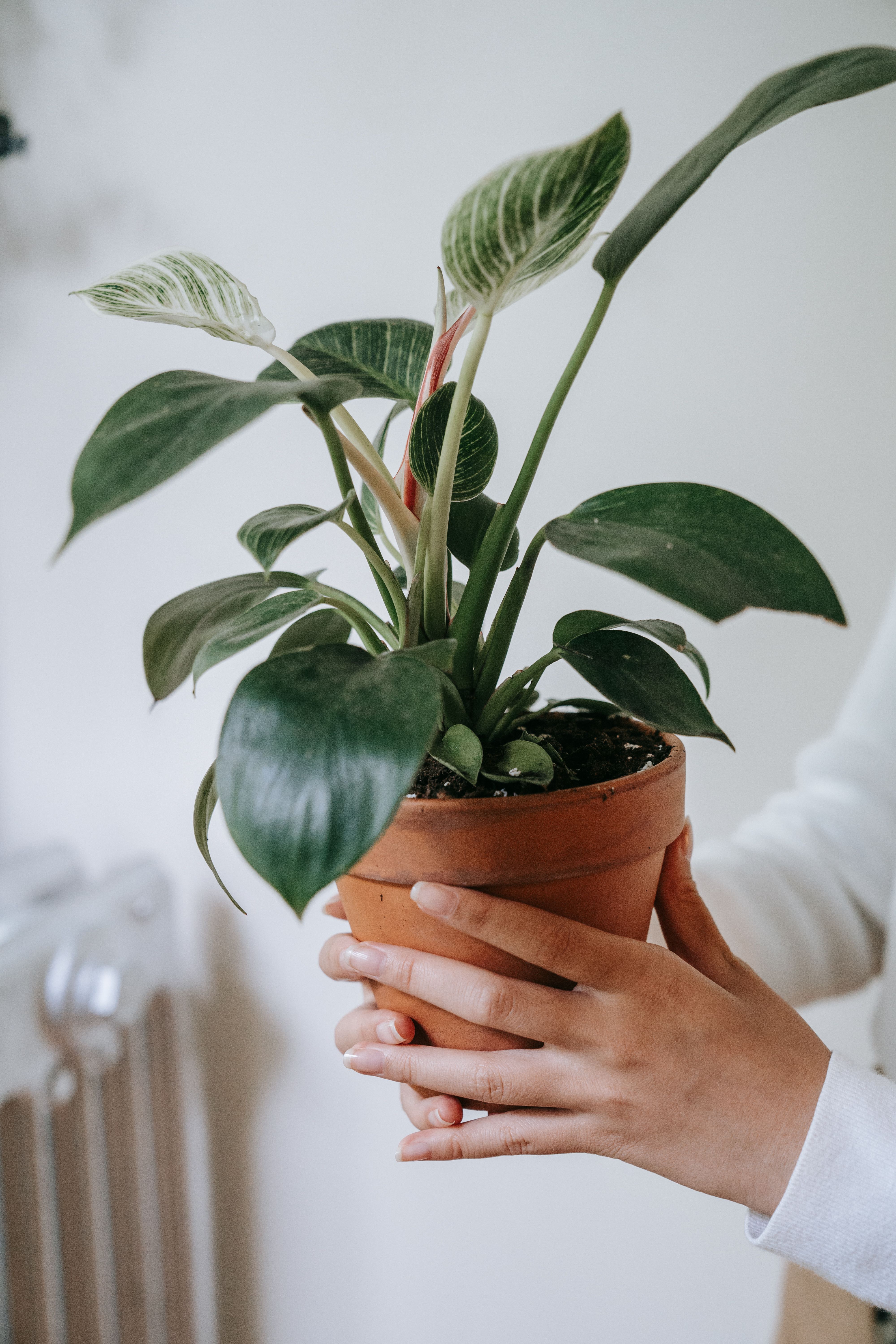 Representative philodendron birkin houseplant photo, actual plant may vary