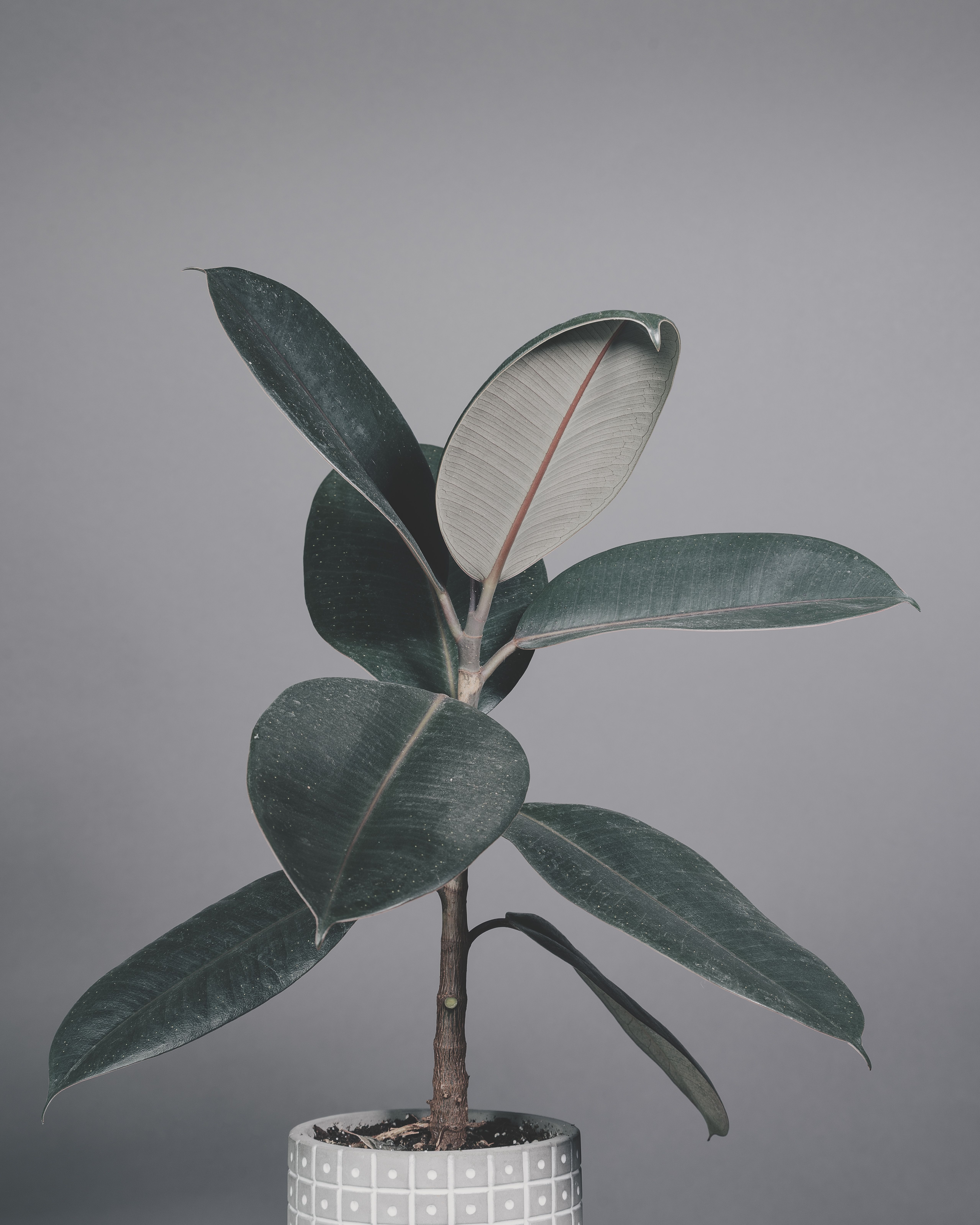 Representative rubber plant houseplant photo, actual plant may vary