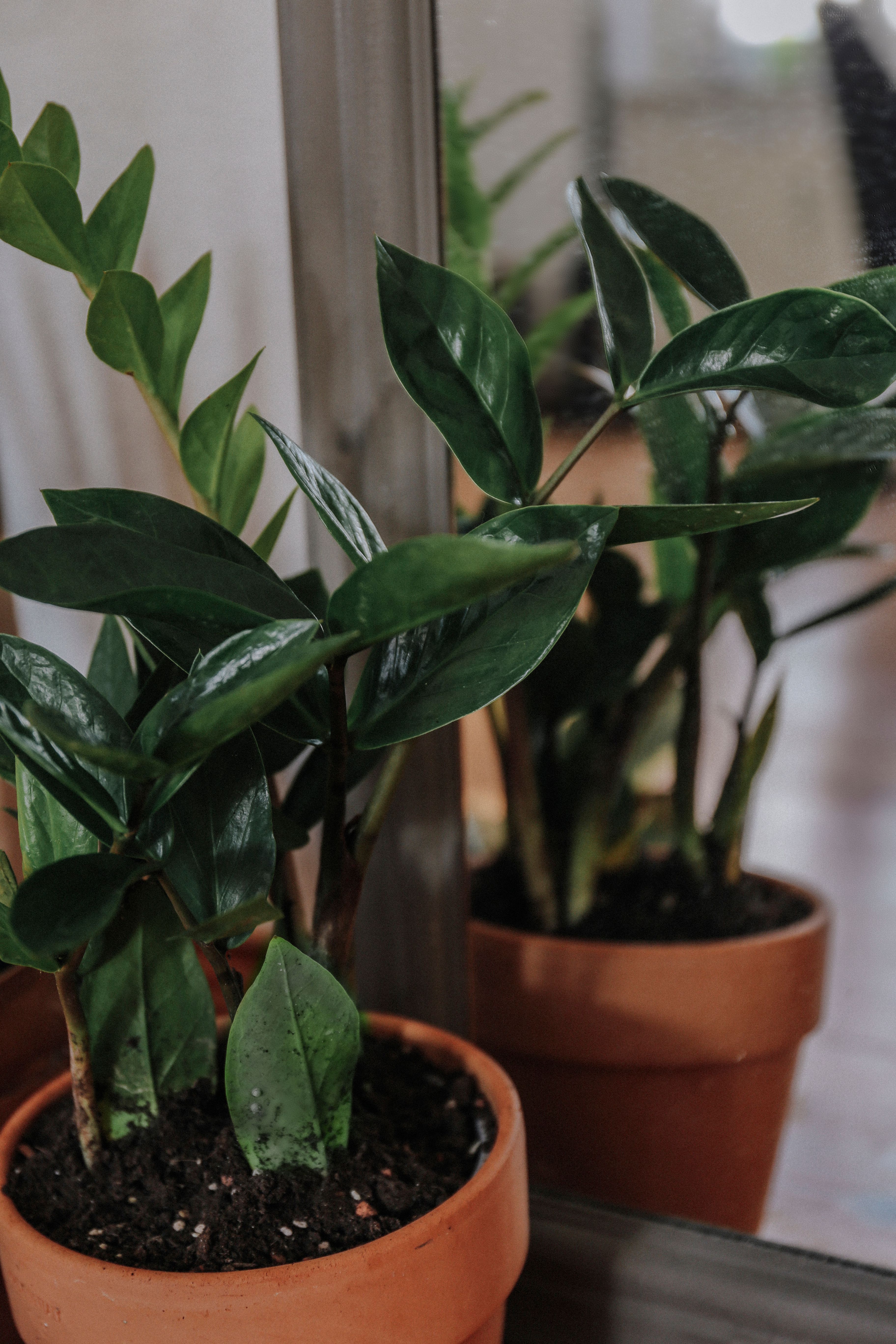 Representative zz plant houseplant photo, actual plant may vary
