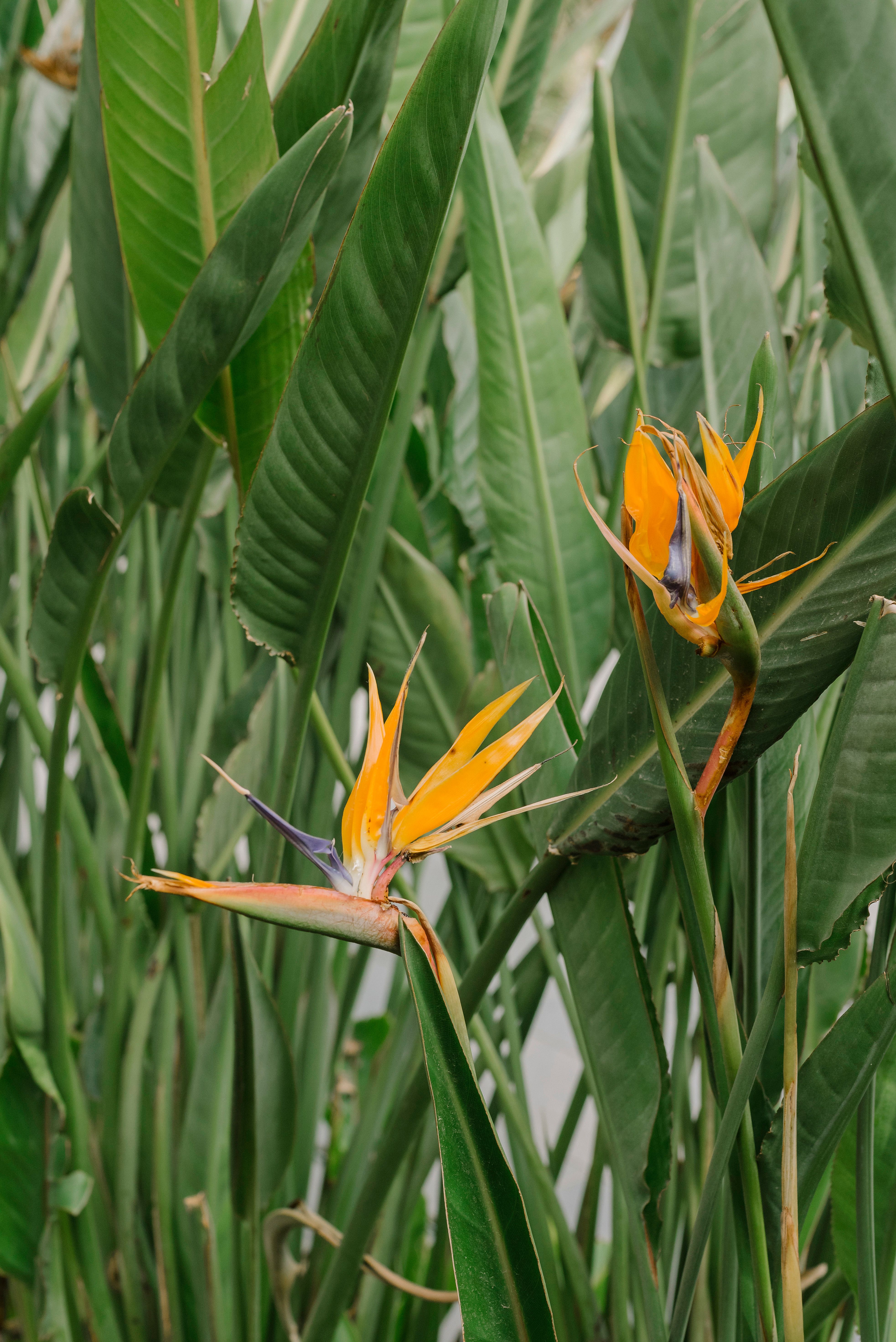 Representative bird of paradise houseplant photo, actual plant may vary