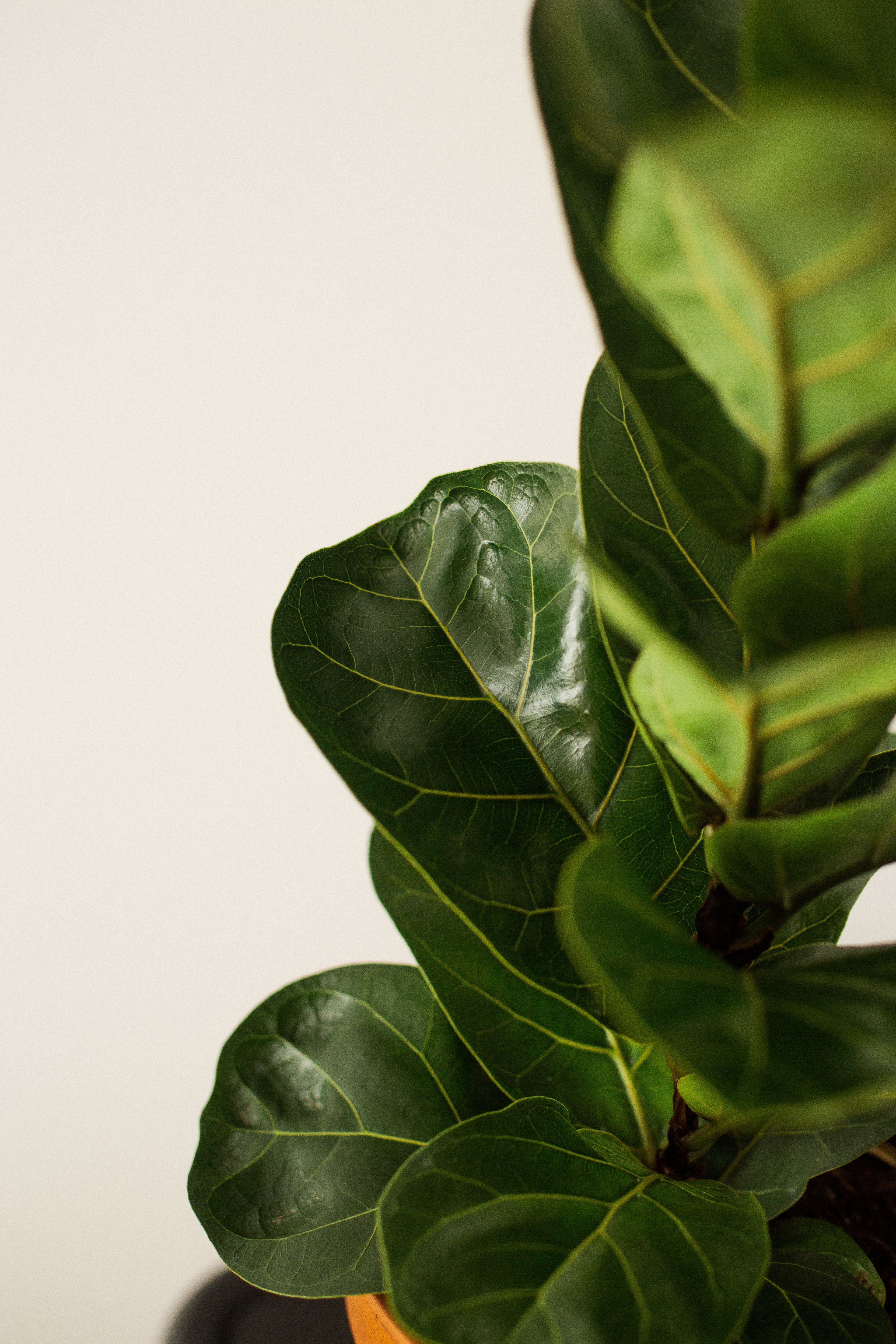 Representative fiddle leaf fig houseplant photo, actual plant may vary