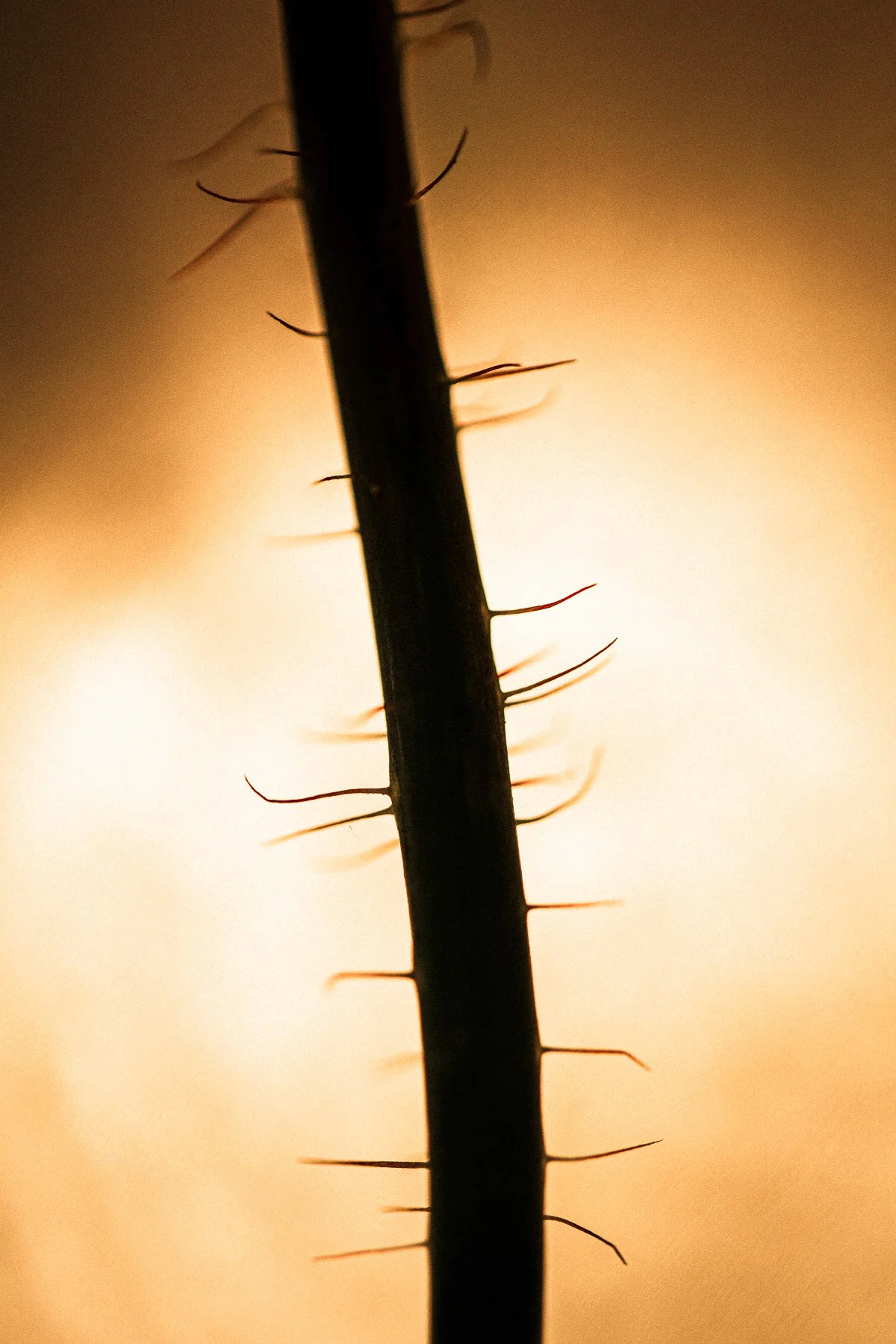 Tige velue en contre-jour