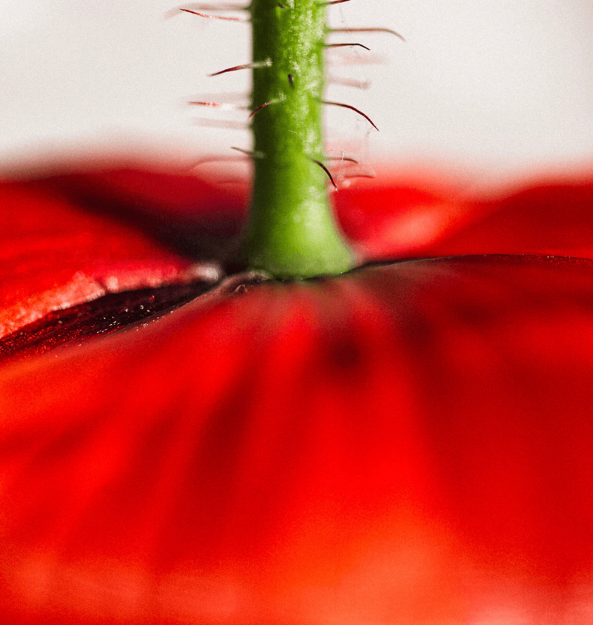 Fleur rouge de profil