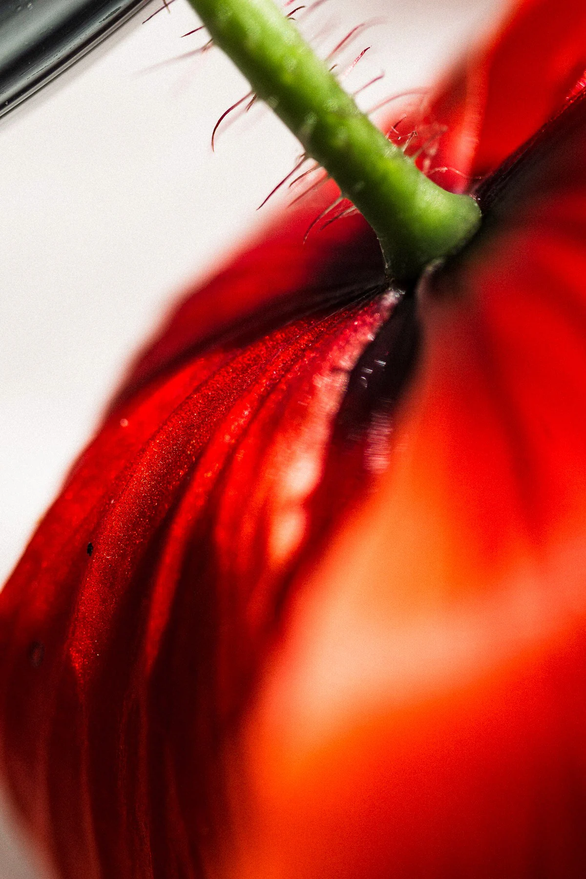 Fleur rouge en macrophotographie