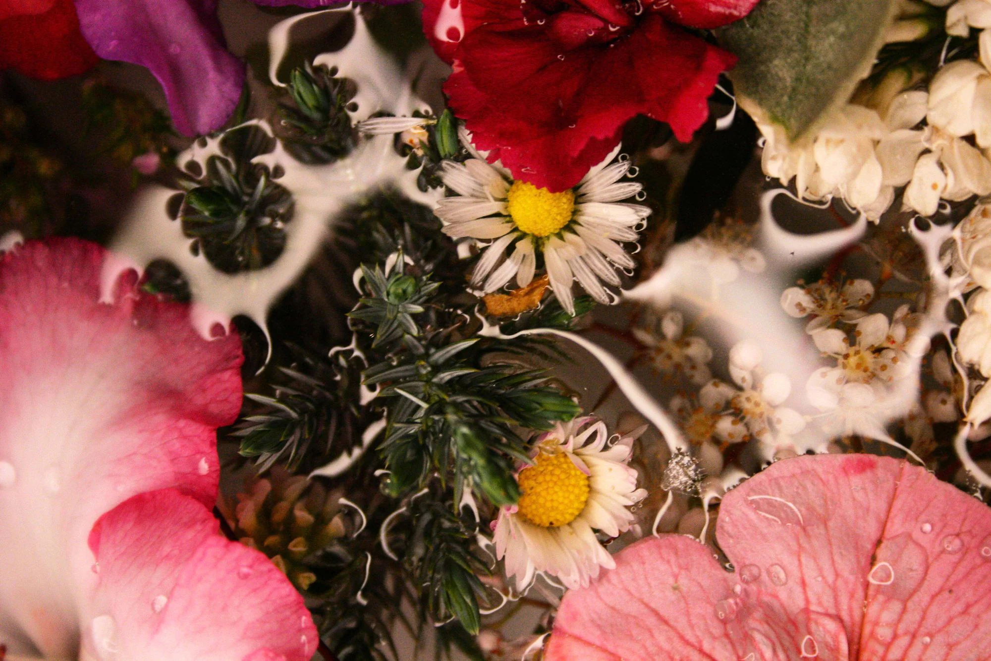 Vue de dessus de fleurs dans l’eau : pâquerettes, œillet rouge, pétales roses, fleurettes blanches et brins verts sous des volutes blanches.