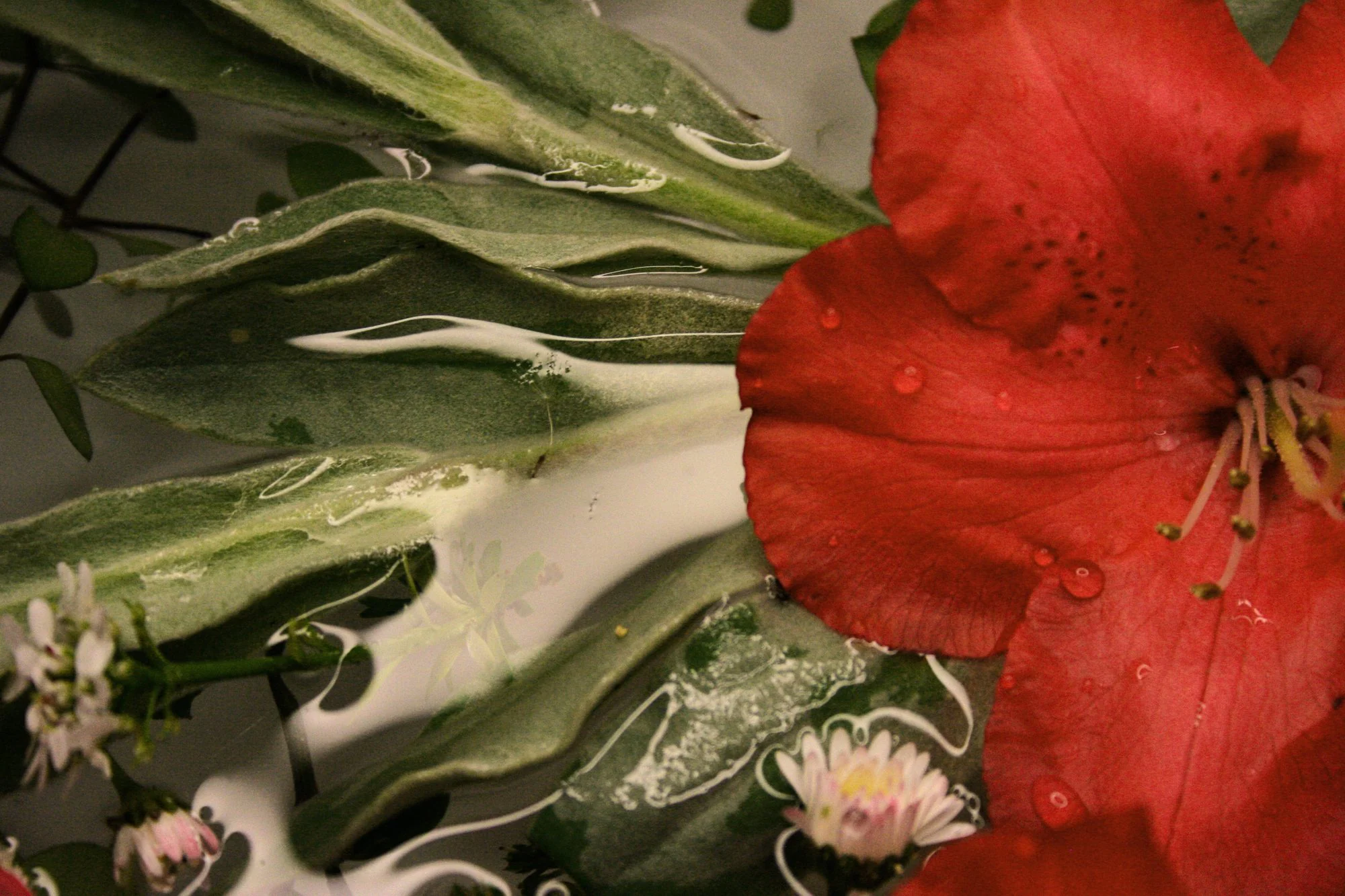 Fleur rouge aux étamines claires, feuilles vertes duveteuses et petites marguerites blanches sous l’eau, volutes blanches.