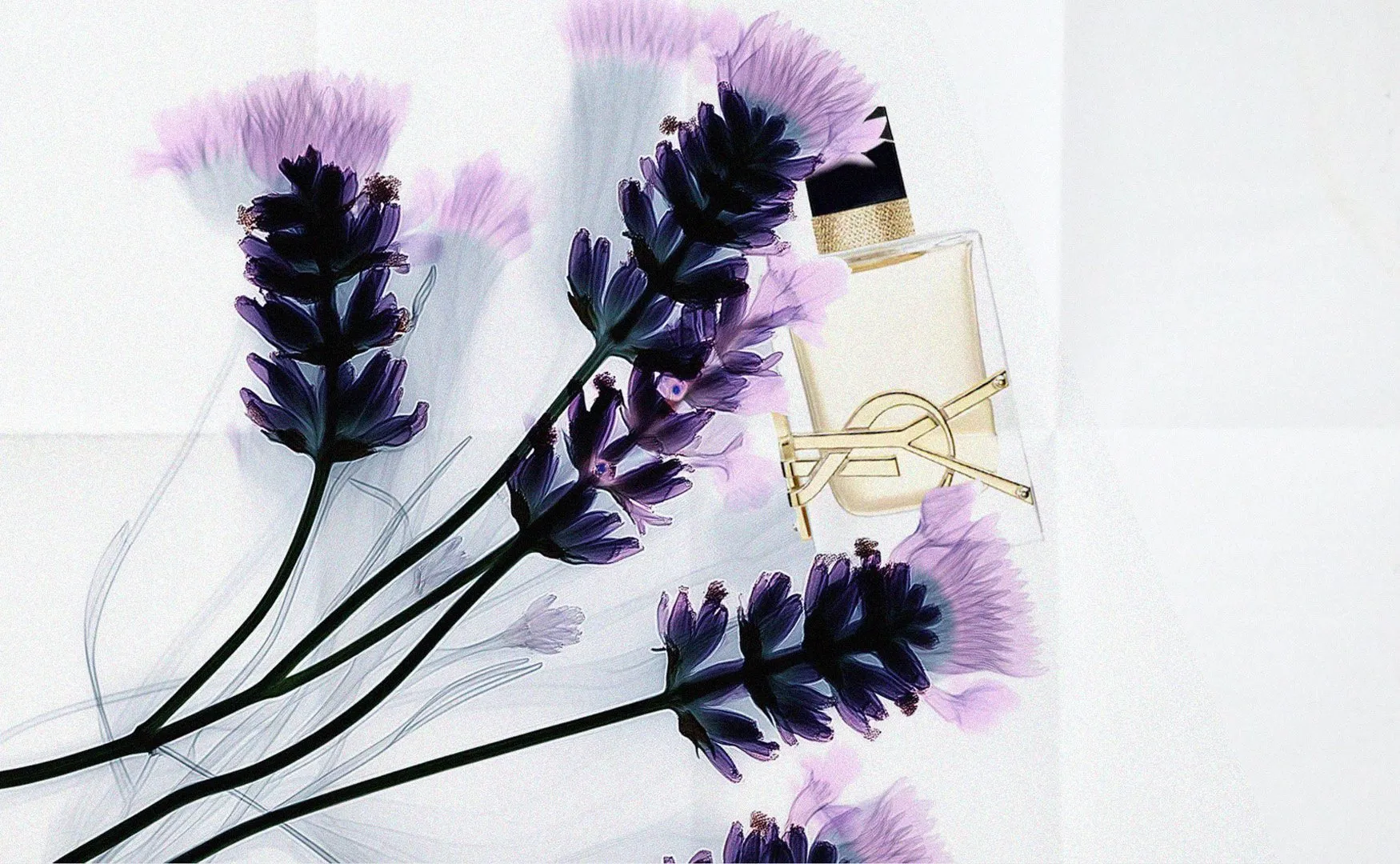 Flacon de parfum Libre d’Yves Saint Laurent parmi des brins de lavande violets, comme radiographiés, sur papier blanc plié.
