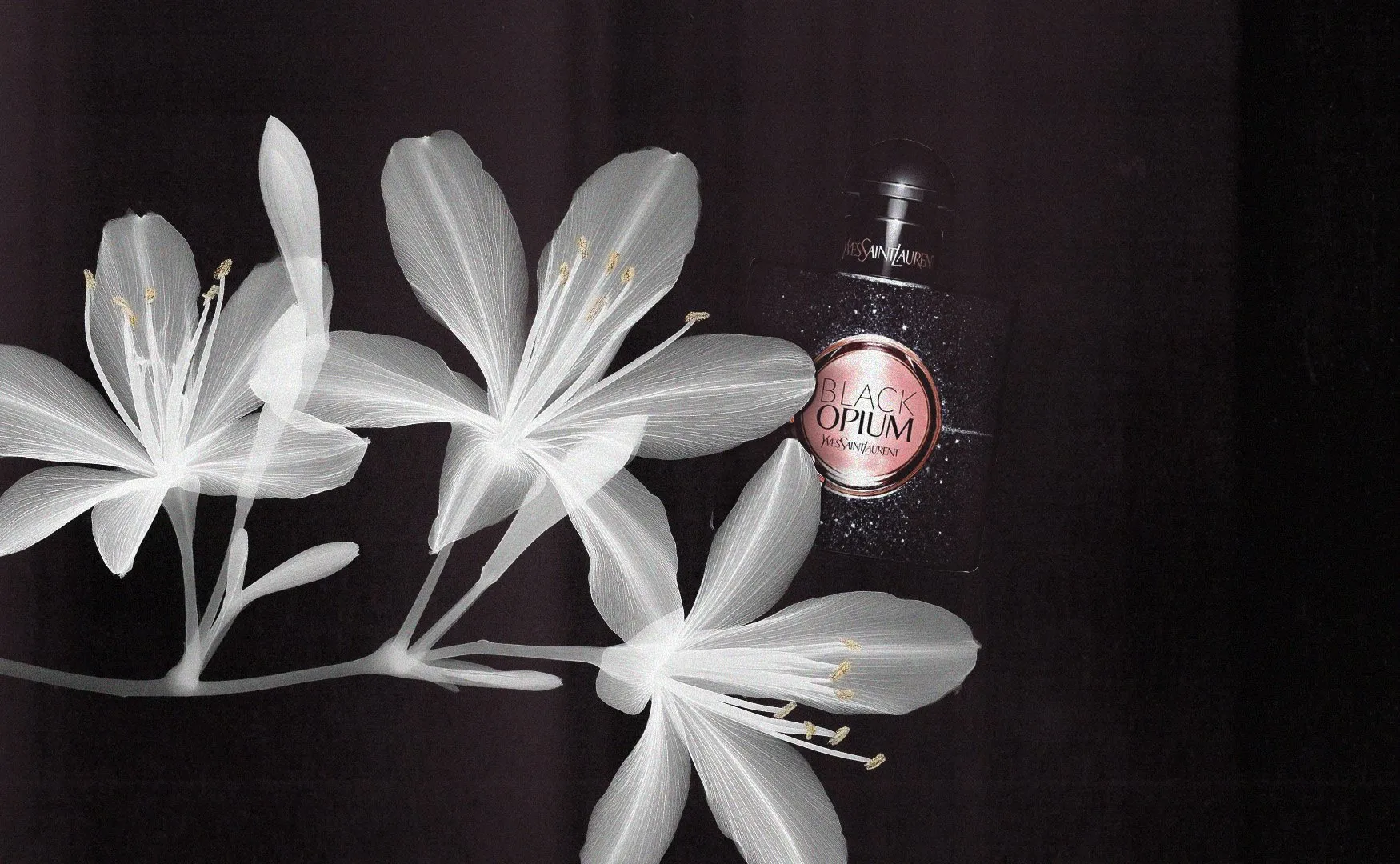 Flacon Black Opium d’Yves Saint Laurent sur fond noir, à côté de fleurs blanches translucides comme radiographiées.