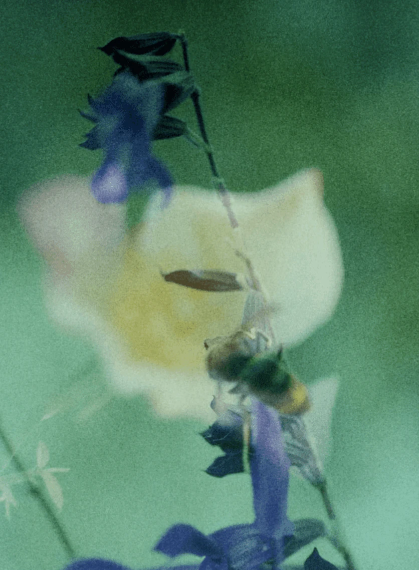 Bourdon sur des fleurs de sauge, extrait du film