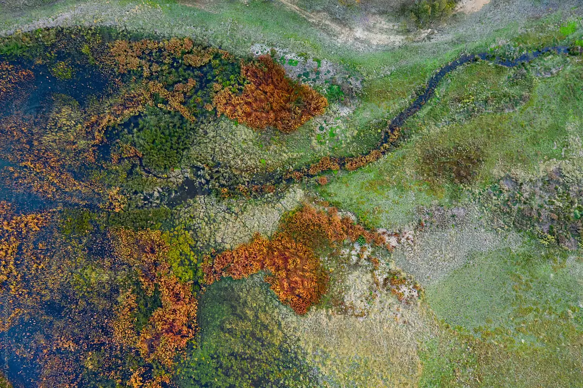 A colorful aerial view of a marshy wetland with patches of green, brown, and orange vegetation interspersed with dark water channels.