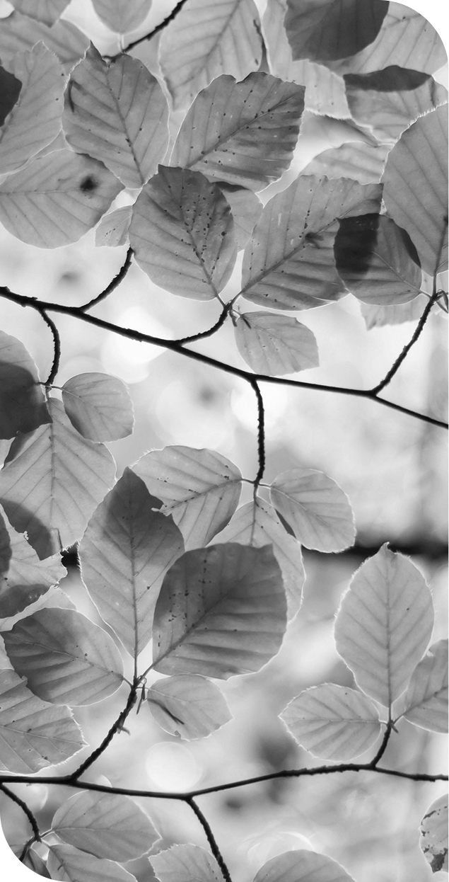 Black and white close-up of broad leaves on thin branches with visible veins and some spots, backlit to highlight leaf texture against a blurred background.