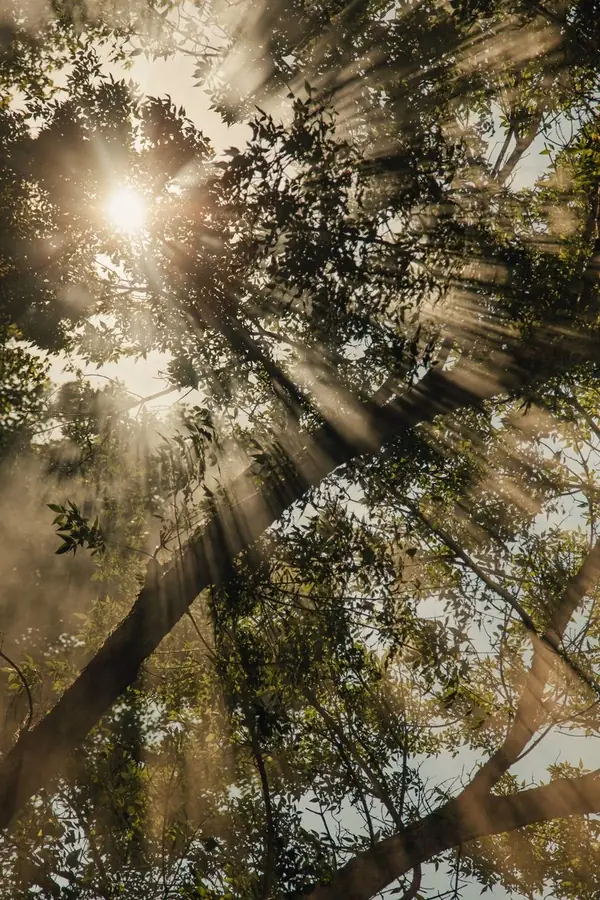 Sunlight streaming through a forest canopy