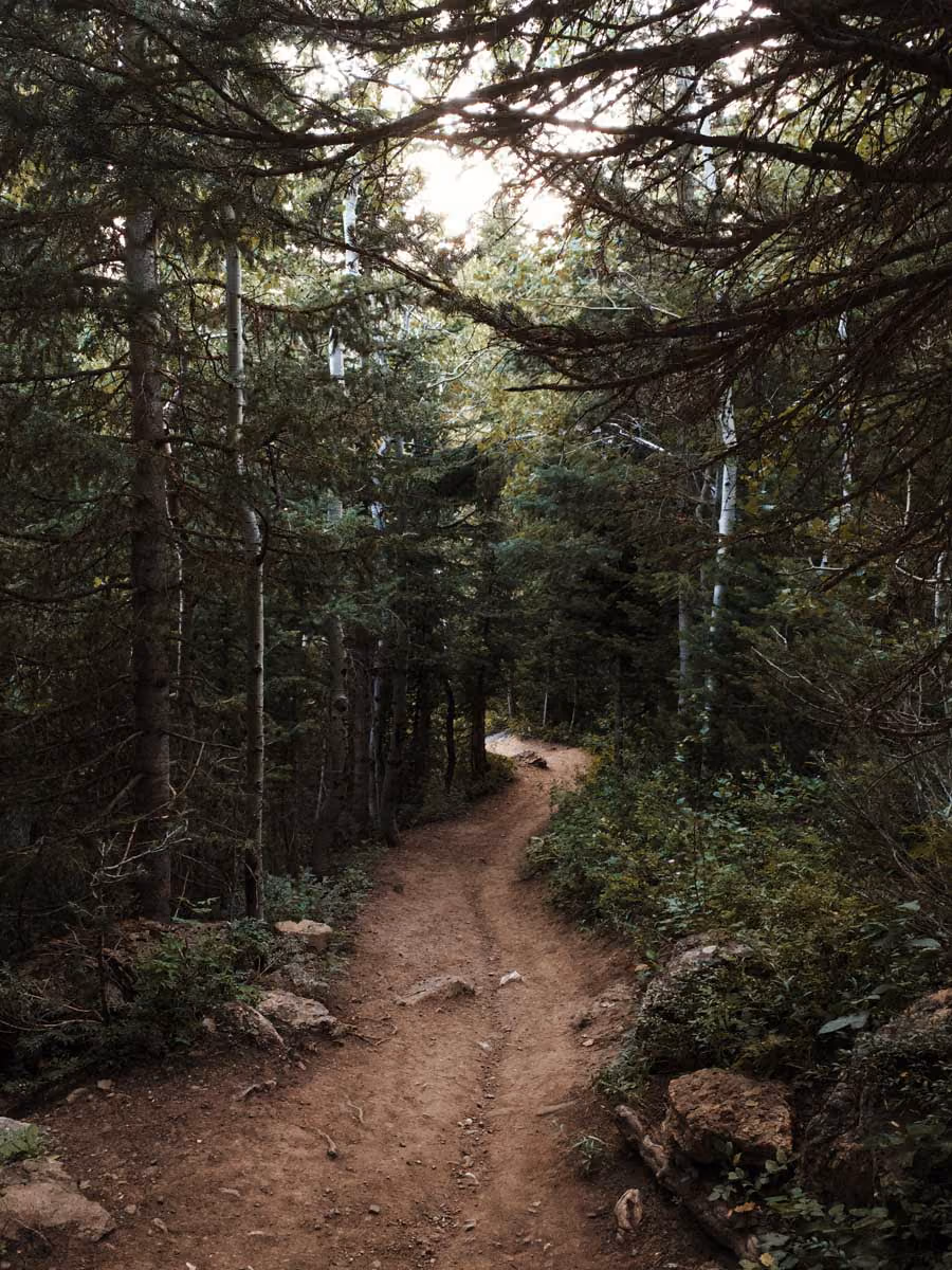 A narrow, winding dirt path through a dense forest with tall trees on both sides and scattered rocks along the trail.